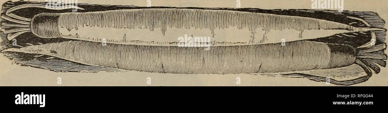 . 1900 Katalog: selbst angebauten Samen. Baumschulen Connecticut Orange ...