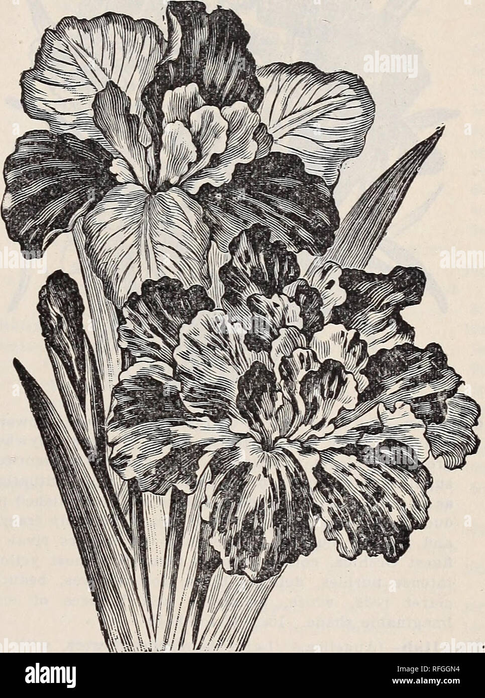 . Herbst 1900. Baumschulen Ohio Painesville Kataloge Kataloge; Lampen; Blumen (Pflanzen) Kataloge; Pflanzen, Zierpflanzen Kataloge; Obstbäume Sämlinge Kataloge; Obst Kataloge. HARRISII. Harrisii - (Die Bermuda Ostern Lily.) Die großartigste aller Lilien für winterblüher. Die Blüten sind groß Trompetenförmigen, reine wächserne weiße, elegant geformt und herrlich duftend. Die Leichtigkeit, mit der es in Blume im Winter gezwungen werden kann, hat es Wunder-voll beliebt wie eine Blume. Zehntausende werden jedes Jahr für die Kirche Dekorationen zu Ostern gewachsen. Jede Lampe wird vom 5. bis 20. Fluss Stockfoto