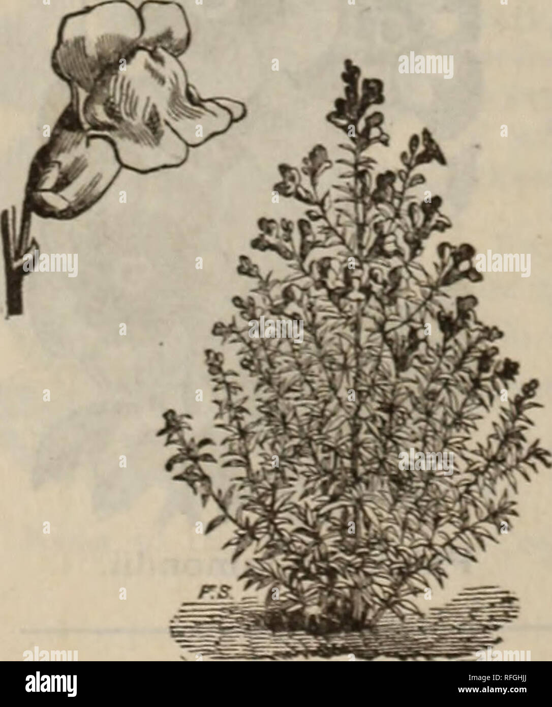 . Frühjahr 1900. Baumschulen Oregon Salem Kataloge; Gemüse Samen Kataloge; Gräser, Blumen Samen Samen Kataloge Kataloge; landwirtschaftliche Arbeitsgeräte Kataloge. Primrose. Primrose. Primula vulgaris. Englisch Primrose. Die alte gelbe Primel, jetzt so populär und Mode. Pkt. 10 C. Chinesische Primrose. Primula Sinensis. Gut - grünes Haus und Wintergarten Winter - blühende Pflanzen bekannt. Nichts kann sie für Topf und Indoor - blühende Pflanzen übertreffen. Die verschiedenen Formen und Mischungen von Farben sind überaus erfreulich und Wirkung - Ive. Sie gedeihen am besten in einem Boden von sandiger Lehm und Blattform. T Stockfoto