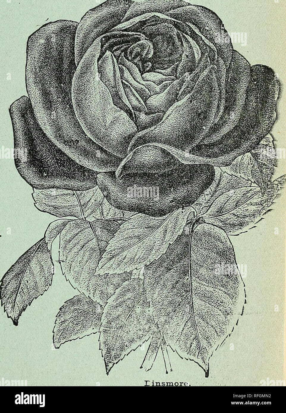 . Jubiläum floral Katalog. Baumschulen (Gartenbau) Kentucky Louisville Kataloge; Pflanzen, Zierpflanzen, Blumen Kataloge Kataloge; Bäume; Sträucher Sämlinge Kataloge Kataloge; Obst Kataloge. Boule de Neige. Die Grand Admiral Sammlung von zwölf hardy Rosen nachfolgend benannt sind einige der besten Aus dem großen Col-lection bieten wir Ihnen in diesem Katalog. Wir helfen unsere Gönner zu wählen. Wenn zwölf Arten wollten wir nicht glauben, dass es möglich wäre, diese Auswahl zu verbessern, sie sind einzigartig in ihrer Klasse und kombiniert die größte va-riety der Form, der Reichtum der Farbe und der Freiheit von Bloom wh Stockfoto