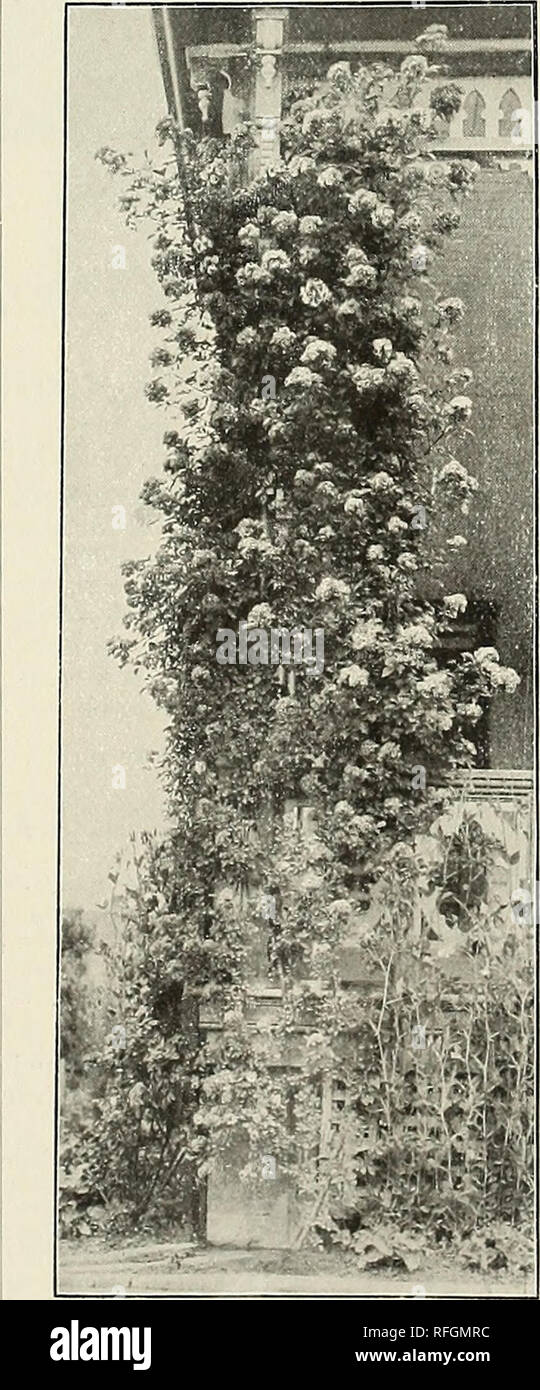 . Neue, seltene und schöne Pflanzen. Baumschulen (Gartenbau) New York (State) New Rochelle Kataloge; Baumschulen (Gartenbau) Wisconsin Kataloge; Pflanzen, Zierpflanzen Kataloge, Leuchtmittel (Pflanzen) Kataloge Kataloge; Blumen; Bäume; Sträucher Sämlinge Kataloge Kataloge; Obst Kataloge. HARDY HYBRID ROSEN, fortgesetzt. Mad. Charles Wood. Rot purpurrot, hell und klar. Mad. Eugene Verdier. Liglit silberne Rose. Mad. Gabriel Luizet. Sehr deutlich klar Rosa. Mad. Hardy. Weiß; Eine ausgezeichnete Sorte. Magna Charta. Hell-rosa. Marquise von Lome. Reich fulgent Rose, schattigen Carmine. Marquise von Londonderry. Stockfoto
