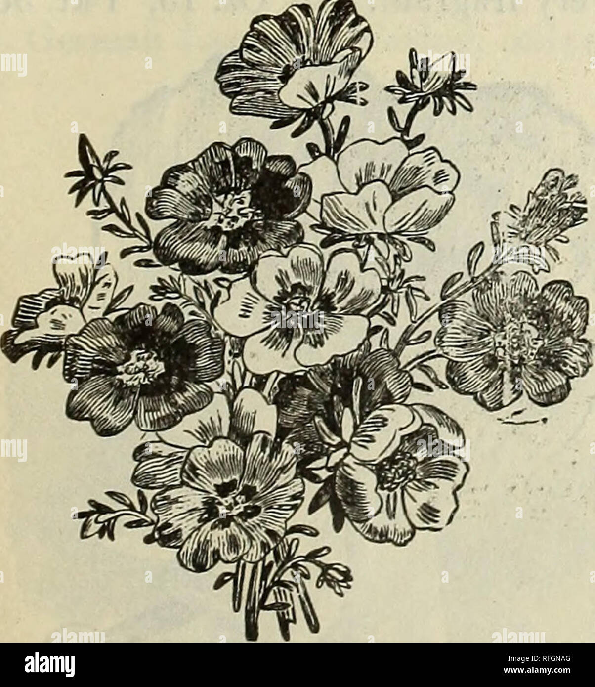 . Philips Katalog 1900: Garten, Hof und Blumensamen. Baumschulen Pennsylvania Hancock Kataloge; Gemüse; Blumen Samen Samen Kataloge Kataloge; Nutztiere Kataloge. Dieses überaus auffällig und leicht kultiviert Klasse von Pflanzen wächst und blüht auch in jedem normalen Boden, und steht, ohne dass eine gleichwertige, die auffälligsten aller Jahrbücher. Sehr attraktiv in großen Betten und mixed borders. Säen die Saat, in denen die Pflanzen bestimmt sind, angebaut werden, da sie nicht mit der Verpflanzung gut. Doppel Nelke gemischt. Für die schillernden Reichtum und va-riety von Farben, die Blumen unerreicht sind. Einfach zerstreuen Stockfoto