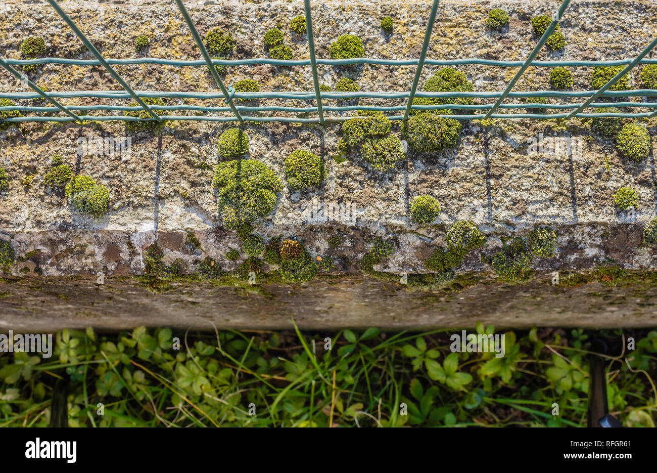 Bubble-förmige Moos auf einer niedrigen Mauer/Nahaufnahme von einer niedrigen Mauer mit Moos Stockfoto