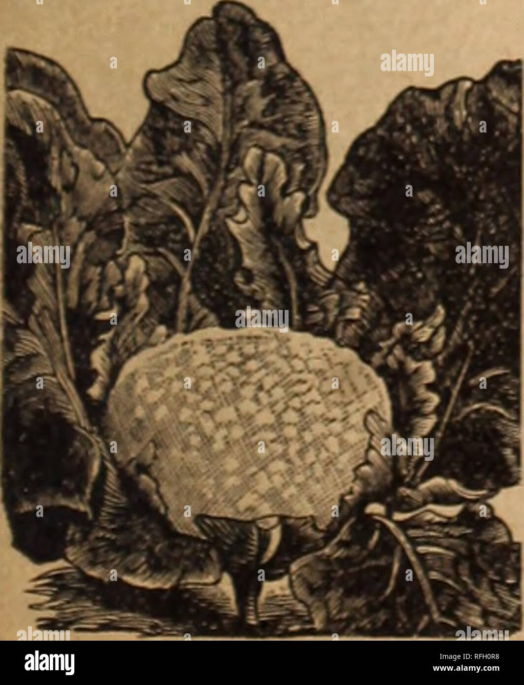 . Schlüssel zu profitieren im Garten. Baumschulen Pennsylvania Philadelphia Kataloge; Gemüse; Blumen Samen Samen Kataloge Kataloge; landwirtschaftliche Arbeitsgeräte Kataloge. WREN'S EI POLE Bean. YARD LANGE ODER JAPANISCHEN ASPARA-GUS BEAN. Hülsen wachsen von zwei bis vier Meter lang und sind in großer Fülle produziert. In Farbe Sie sind eine schöne Grün, zart und köstlich, so dass Sie nicht nur eine große Neugier, wo angebaut, aber auch einer wünschenswerten Vielfalt als auch beweisen. Die Hülsen sind in geeignete Längen gebrochen, während junge, gekocht und mit Butter Sauce serviert, wie Spargel. Pkt. loc, 3 für 2 Sc. BRUS Stockfoto