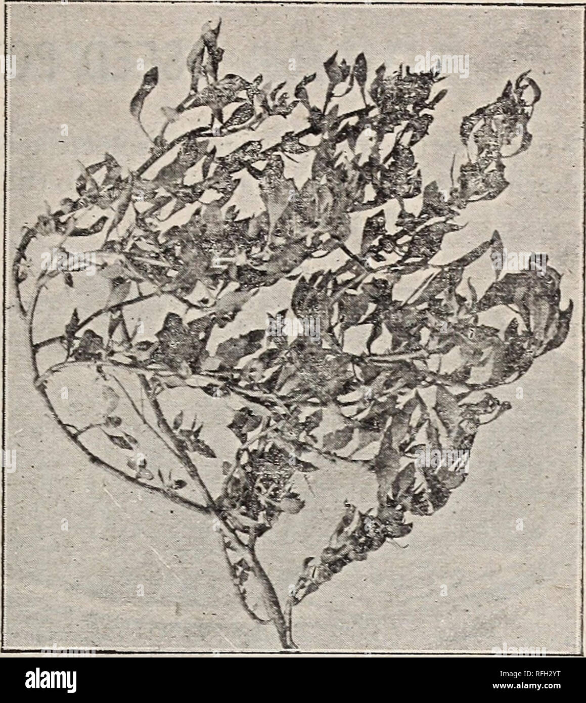 . Johnson&amp; Musser's Seed Co. Katalog der zuverlässige Samen. Baumschulen Kalifornien Los Angeles Kataloge; Gemüse; Blumen Samen Samen Kataloge Kataloge; landwirtschaftliche Arbeitsgeräte Kataloge. 113 N. Main St., Los Angeles. 41 australische* • SALZ BUSH einer der wenigen Pflanzen, die wachsen und in alkalischen Böden gedeihen. Wir bieten die zwei besten Sorten. ATRIPLEX HALIMONDES oder süße Salz Bush, von uns letzte Saison eingeführt. Hat viele Vorteile gegenüber der älteren Sorten. Es wächst in der rankest Alkalien. Bitte beachten Sie, dass diese Bilder aus gescannten Seite Bilder, Biene haben können extrahiert werden Stockfoto