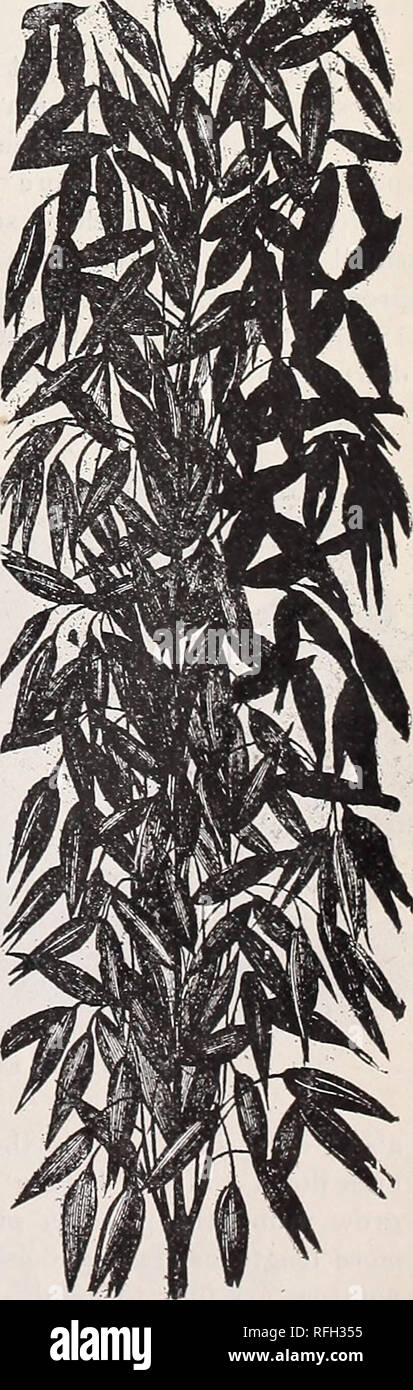 . Koerner der jährliche Reisen agent von Samen, Zwiebeln, Pflanzen, Sträucher und Kletterpflanzen. Baumschulen Wisconsin Milwaukee Kataloge; Gemüse Samen Samen Kataloge Kataloge; Blumen; Pflanzen, Zierpflanzen Kataloge; Gartengeräte und Zubehör Kataloge. Koerner gefeiert wiese gras Mischung. Arten von Erde außer nassen oder feuchten Boden. Pro lb. 16 c, Bu. . 8.50. Die Altmodische Timothy und Klee Mischung. (60 lbs auf die Bu.; EIN 211 HIRSE GER] LN, [oder Goldene Hirse,) - Yery früh, wächst 3 bis 5 Fuß hoch, Laub breit und zart. (50 lbs auf die Bu.) Pro lb. 5c, Bu. $ 1.00. KAFFIR MAIS. 212 Eine excellen Stockfoto