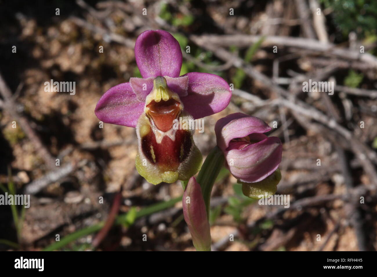 Blühende Orchidee (Sawfly Ophrys tenthredinifera) am Boca do Rio an der Küste der Algarve im Süden Portugals. Stockfoto