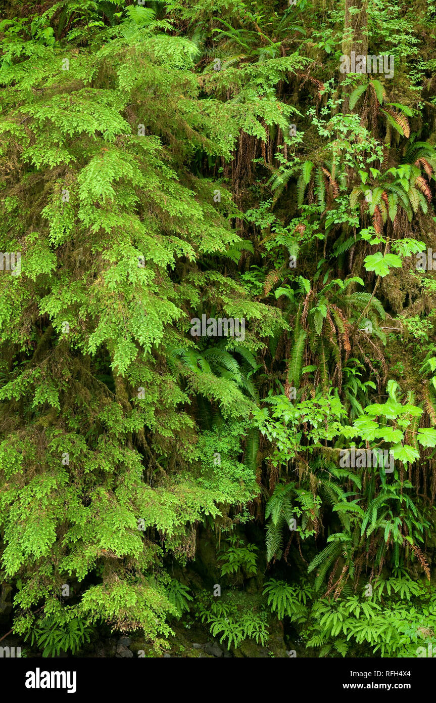 Die grünen Unterwuchs Laub eines uralten Regenwald; Quinault Regenwald Trail, Olympic National Forest, Washington. Stockfoto