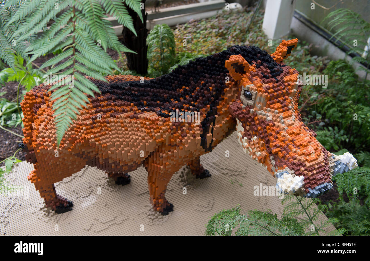 RHS Garden Wisley, Surrey, Großbritannien. 25. Januar, 2019. Letzte  Vorbereitungen von mehr als 40 lebensgroßen Tiere und Pflanzen mit dem  beliebten Lego® Gebäude aus Backstein, die in den gemäßigten und tropischen  Zonen