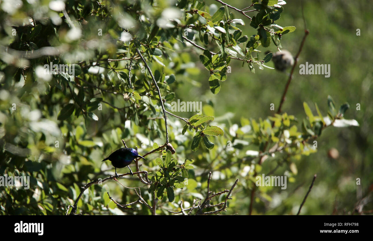 Nablus, Westjordanland, palästinensischen Gebiet. 25 Jan, 2019. Palästina sunbird Barsch auf Zweig, in dem Dorf Alubban Asharqiya in der Nähe der Stadt Nablus im Westjordanland, 25. Januar 2019. Die Palästina sunbird, ist ein Schmetterling (Tagfalter) aus der Familie der Sunbird, die in Teilen des Nahen Ostens und in Afrika südlich der Sahara gefunden wird, hat es eine hohe, schnelle, jingling Song und verschiedene Anrufe, einschließlich einer rauen Alarmruf, im Jahr 2015, erklärt wurde, der Nationalvogel von Palästina Credit: Shadi Jarar'Ah/APA-Images/ZUMA Draht/Alamy leben Nachrichten Stockfoto