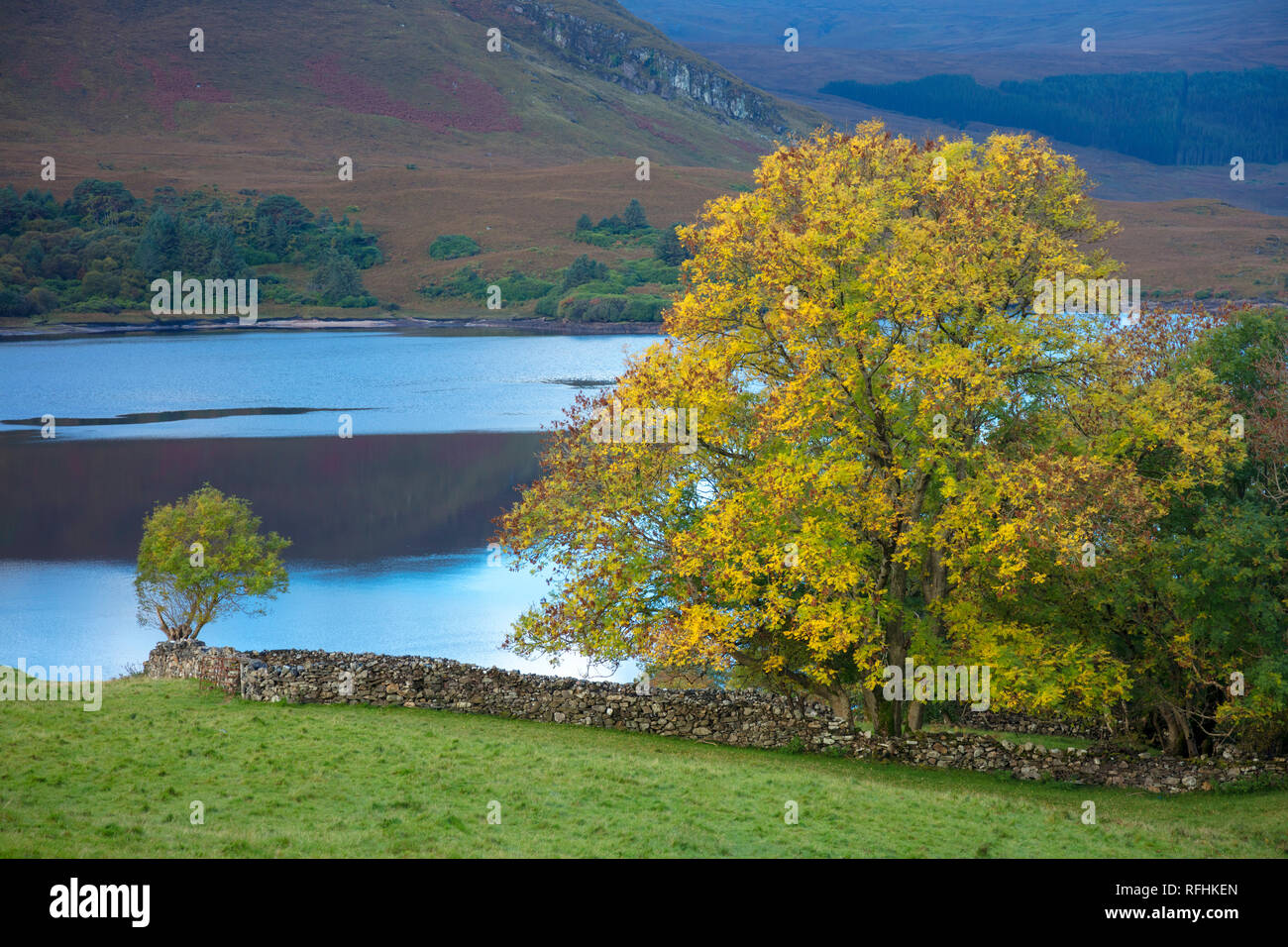Herbst Baum am Ufer des Lough Dunlewy, County Donegal, Irland. Stockfoto