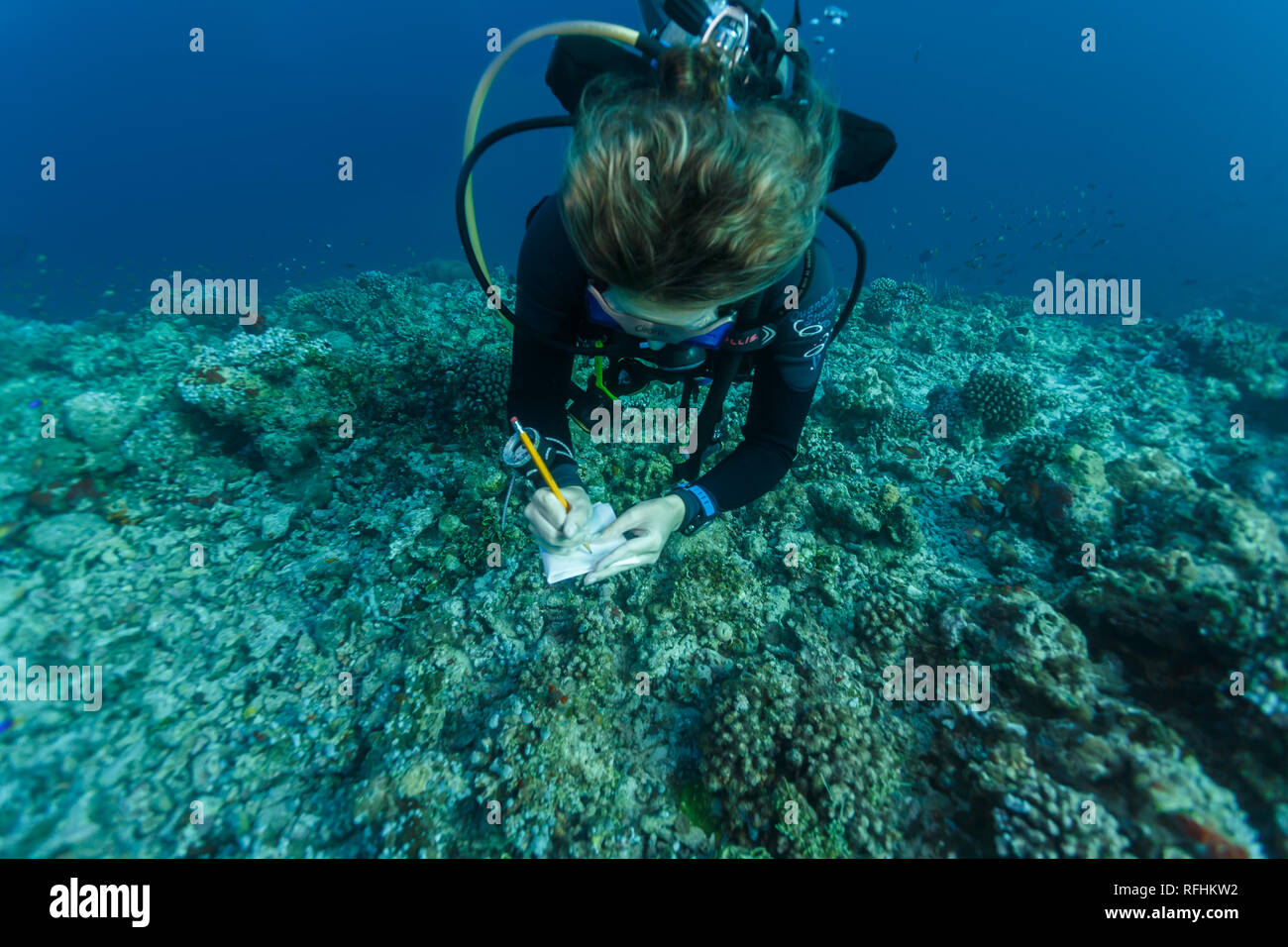 Meeresbiologe nimmt wissenschaftliche Forschungsnotizen auf, während er an einem vom Aussterben bedrohten tropischen Korallenriff taucht Stockfoto