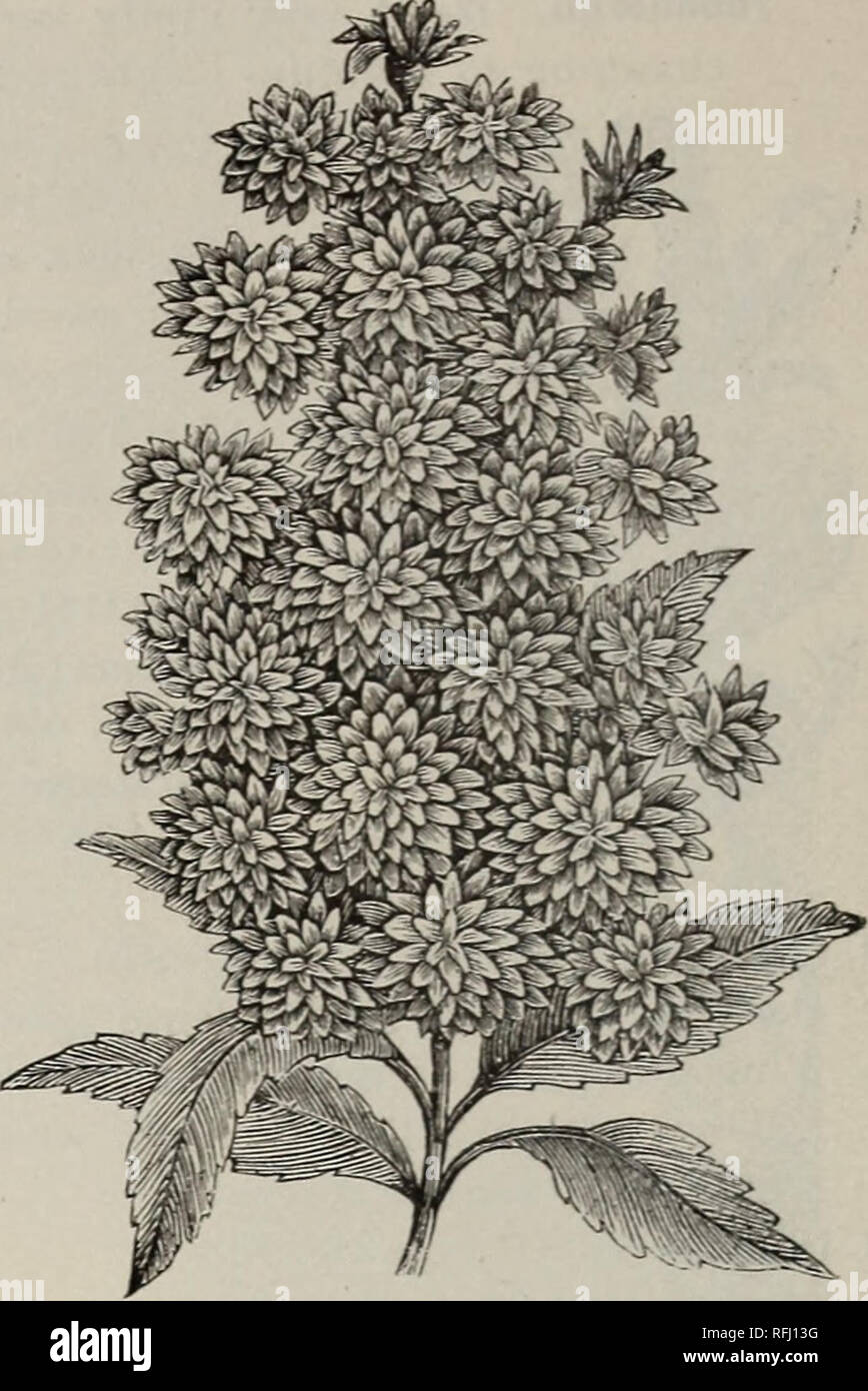 Pečovat Speciální Legrační gartenpflanzen katalog amazon Sochař Výživa  Mořská sasanka