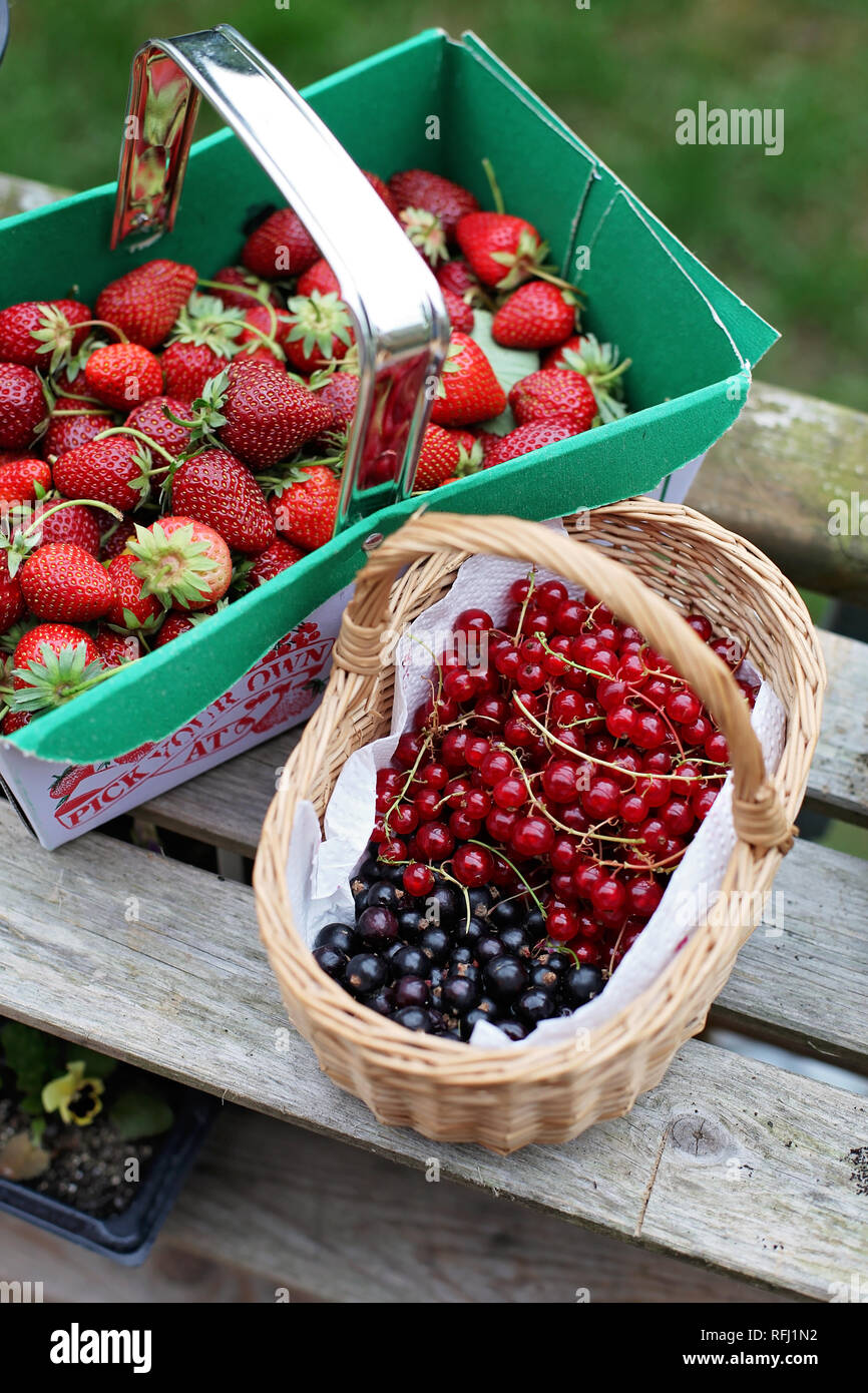 Zwei Körbchen von frisch gepflückte Erdbeeren, Johannisbeeren, rote Johannisbeeren, Großbritannien Stockfoto