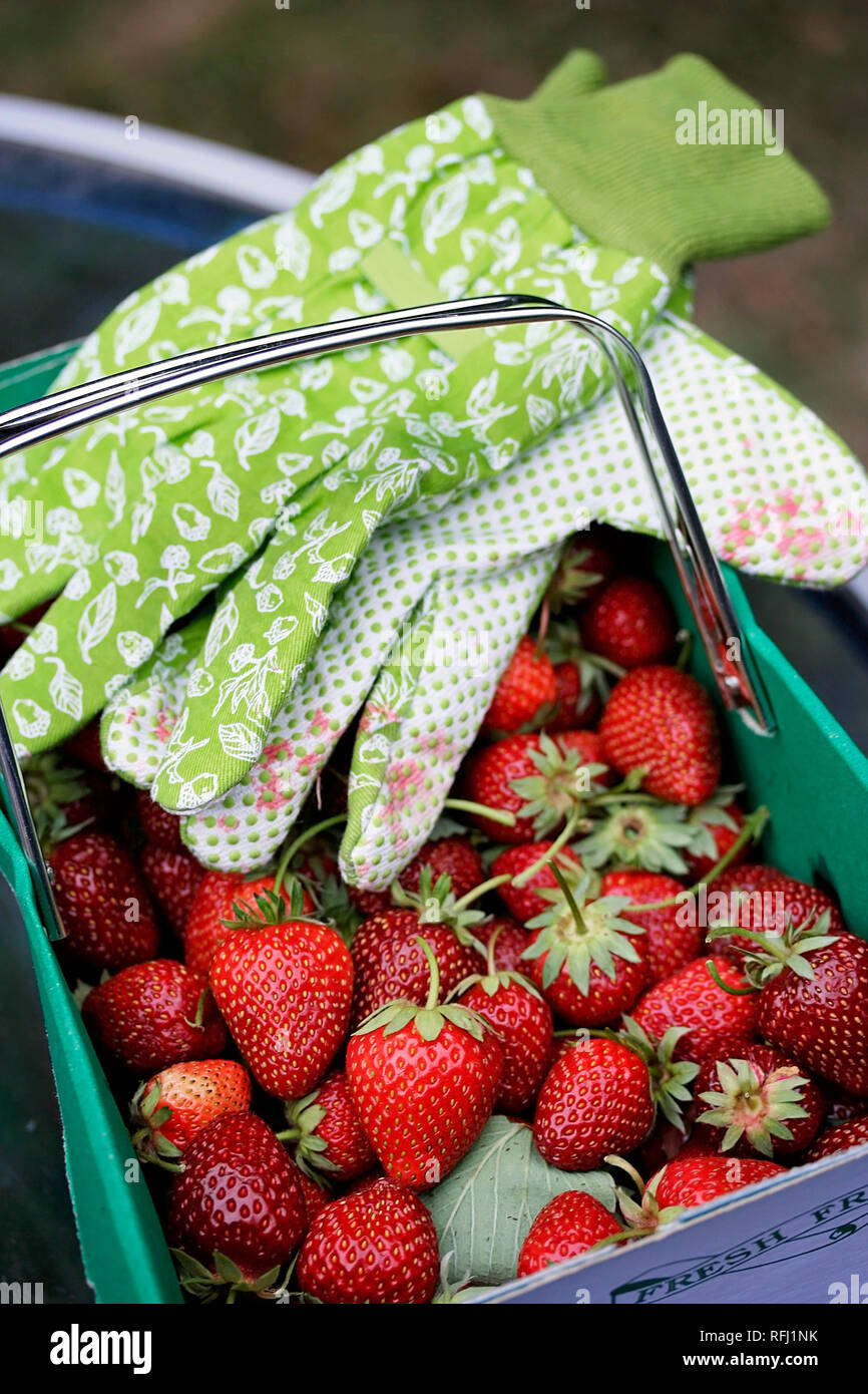 Ein punnet von frisch gepflückte Erdbeeren mit grünem Gartenhandschuhe, Großbritannien Stockfoto