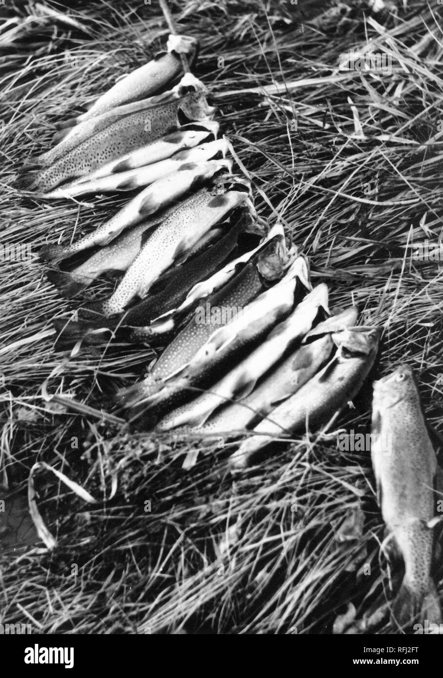 Schwarz-weiß Foto eines großen Fang von Fischen mit unregelmäßigen Flecken auf dem dorsalen Flächen, wahrscheinlich Chinook salmon (Oncorhynchus Tshawytscha) zusammen aufgereiht mit einer Stange durch ihre Kiemen aufliegt und auf langen Flügel von zerdrücktem Gras, fotografiert während einer Jagd und Angeln in Alaska, USA, 1955. () Stockfoto