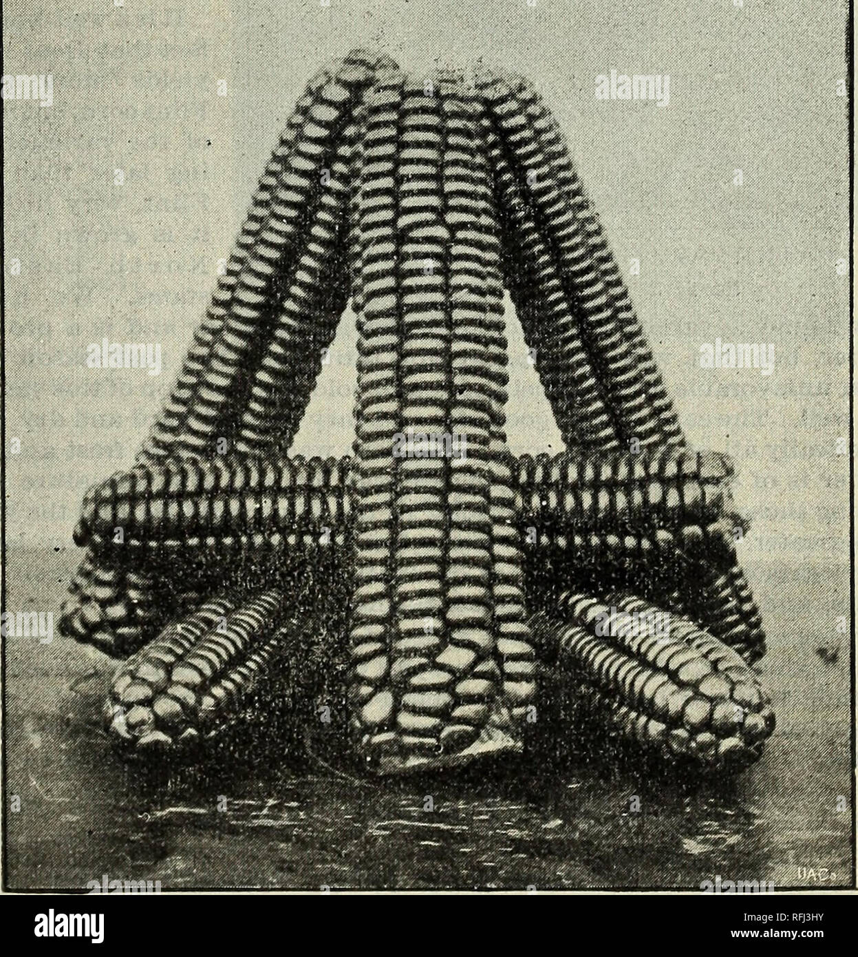 . Harris' ländlichen Jahresbericht 1900: Samen vom Erzeuger an den Sämann. Baumschulen (Gartenbau) New York (State) Rochester Kataloge; Gemüse; Blumen Samen Kataloge Kataloge Kataloge; Obst; Gräser, Samen Kataloge. JOis^ PH HARRIS CO., MOR^T I^ARM, COLDWAY^R, N.Y., 35 Hof und Feld Samen. Zu wenig Aufmerksamkeit wird von Landwirten, die besten und reinsten Belastungen von Feld Mais, Hafer, Weizen, etc. gezahlt. Wenn einige Agenten herum kommt und sagt, er hat eine neue Sorte, die 100 Bushel pro Acre einen guten Ertrag, viele werden es kaufen und wenn es nicht besser als gemeinsame Arten sie zu denken, zu werden. Stockfoto