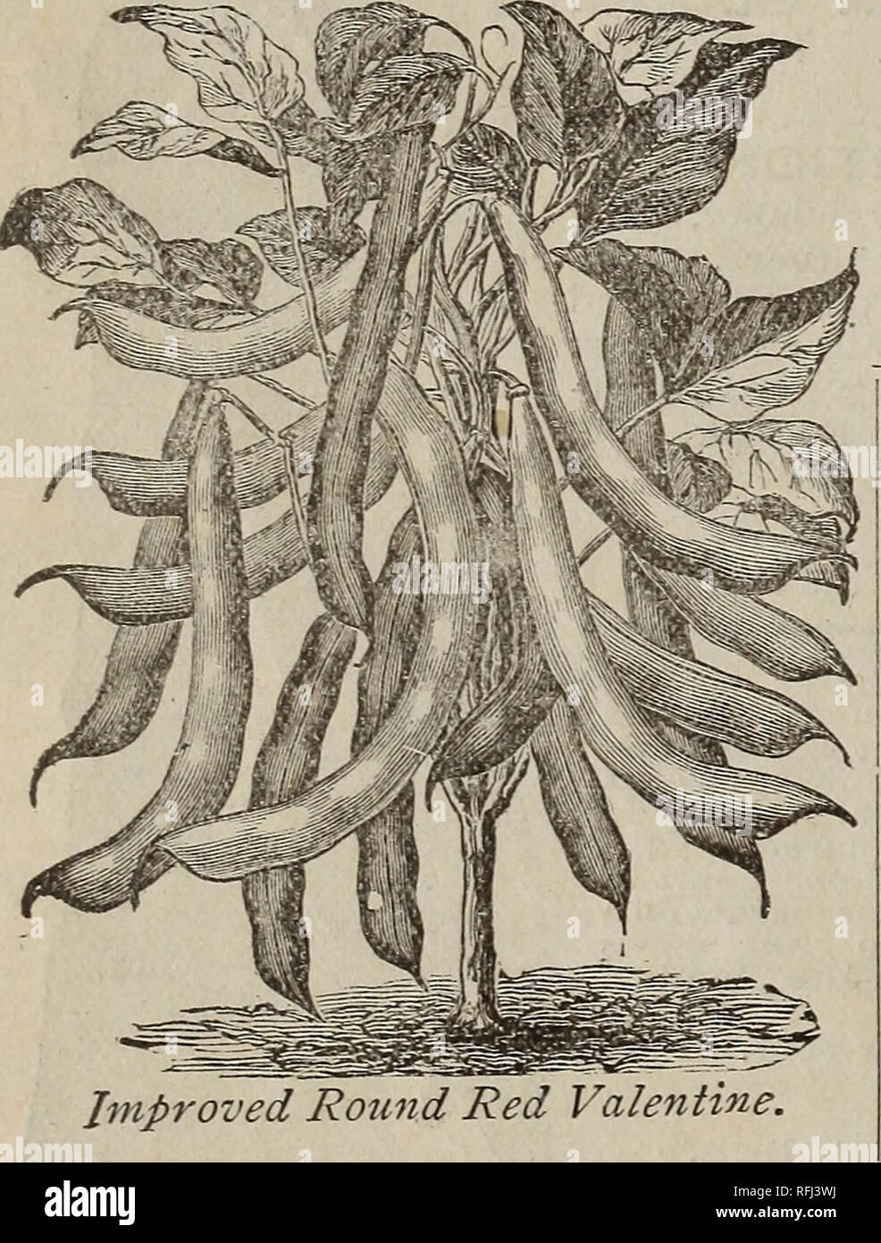 . [Katalog]. Baumschulen Missouri Kansas City Kataloge; Blumen Samen Samen Kataloge Kataloge; Gemüse; landwirtschaftliche Arbeitsgeräte Kataloge. Wardivell s Niere Wachs. Zu Mohawk; Samen gelblich eintönig. Hülsen lange* Wenn junge, von guter Qualität. , Flüchtling, zum Beizen verwendet; Hülsen lang, zylindrisch. Pkt. 10 c, Pt. Zdc, Qt, 40c, Post bezahlt; Pk. 31.75. (Ci'op kurz.) BESTOFALL. Eine wertvolle grüne pod Vielfalt. Gut für Markt- oder Familien. Hülsen, gerade, gut aussehend und sehr spröde. •&Amp; • j Gartenbau Zwerg. Boston Favorit oder Goddard. Eine gute sht-li Bean, Hochpreisigen zum Backen. Neue STRINGL Jmpro Stockfoto