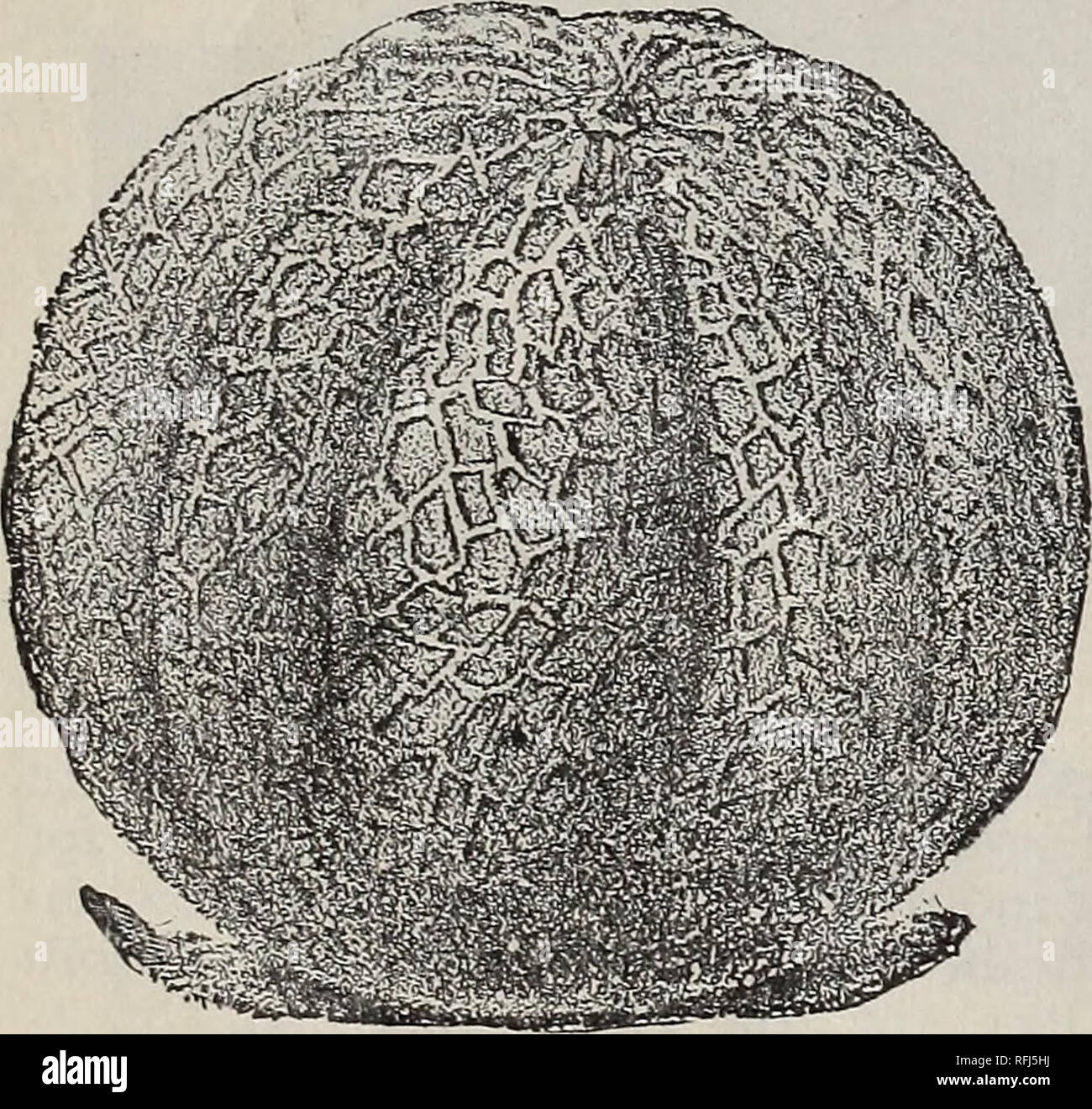. Neue Saat jährliche von Hopkins' nördliche gewachsen Samen. Baumschulen Vermont Brattleboro Kataloge; Gemüse; Blumen Samen Samen Kataloge Kataloge. 12 CARL S. Hopkins, Brattleboro, VT. Melone, Moschus. Sie sollten auf eine eher leichte, reich, sandiger Lehm gepflanzt werden, in einem warmen, sonnigen Exposition. Bei Frostgefahr ist Vergangenheit, in den Hügeln zwischen drei und sechs Meter auseinander, mit einem Shovelful von Gut verrottetem Dünger gut mit der Erde gemischt bereichert. "Wenn Gefahr von Insekten Vergangenheit ist, dünn zu drei Pflanzen in einem Hügel. Die Enden der wachsenden Triebe Zuziehen frühen Fruchtkörper zu induzieren. Unze für 60 Hügeln; 2 bis 3 Pfund pro Stockfoto