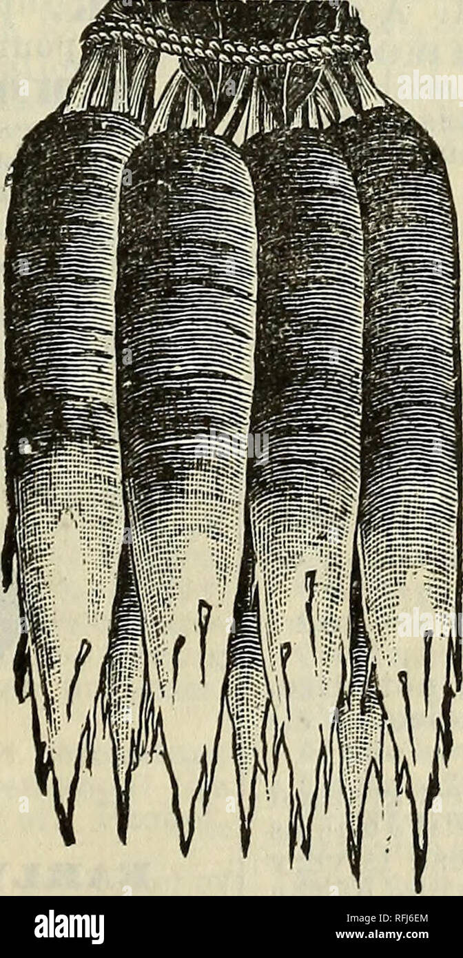 . Zwanzigster Jahresbericht Katalog: Frühjahr 1900. Baumschulen Indiana Indianapolis Kataloge; Gemüse; Blumen Samen Samen Kataloge Kataloge; landwirtschaftliche Arbeitsgeräte Kataloge. BECKERT IST VERBESSERT CHARTIER NEWCOOT. Eine wertvolle neue Sorte, und die frühen aus Best-of-Tür Rettich. Wächst sehr groß; Fleisch und Haut rein weiß, fest und spröde; kleine top und zu langsam, um Samen zu laufen. Es wird Hitze und drouth besser und werden ohne becom lonier Stand Stand-Kernigen als jede andere ing. Paket, 5c; Unze, 10c; 34 Pfund, 20 c; Pfund, 75 C. Kurzes Top frühesten roten Rübe. (Landreth s.) Diese Sorte ist Plan Stockfoto