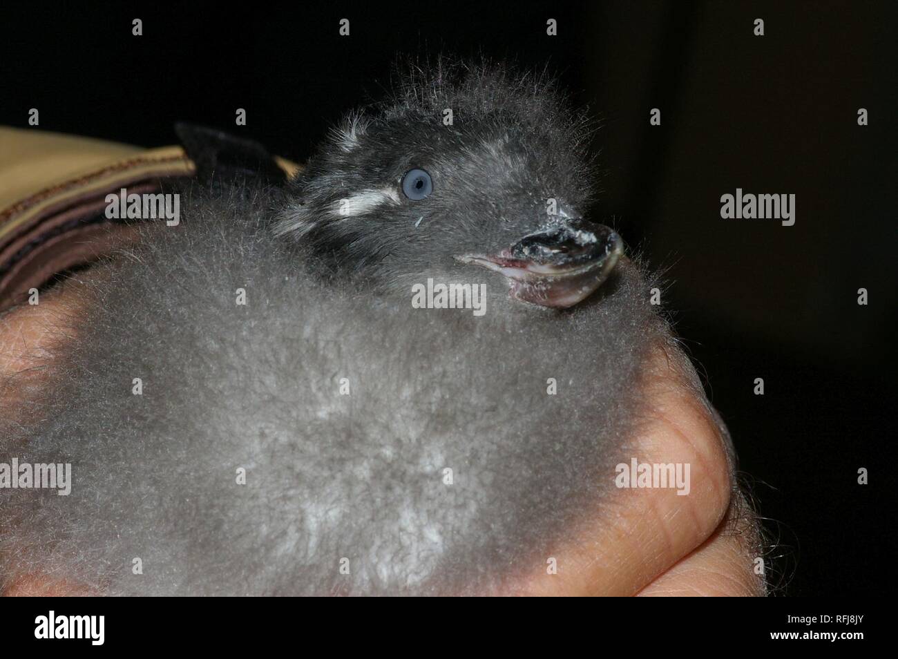AUKLET, CRESTED (9-3-08) Gambell, Ak-01 (2827641397). Stockfoto