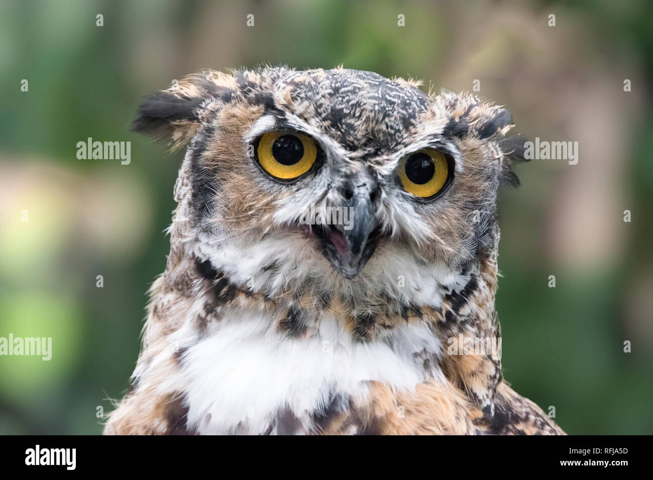 Great horned owl Nahaufnahme des Kopfes Stockfoto