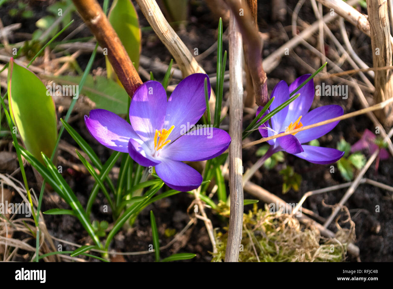 Zwei violette Blüten der Krokusse (Colchicum autumnale) in der Sonne Stockfoto