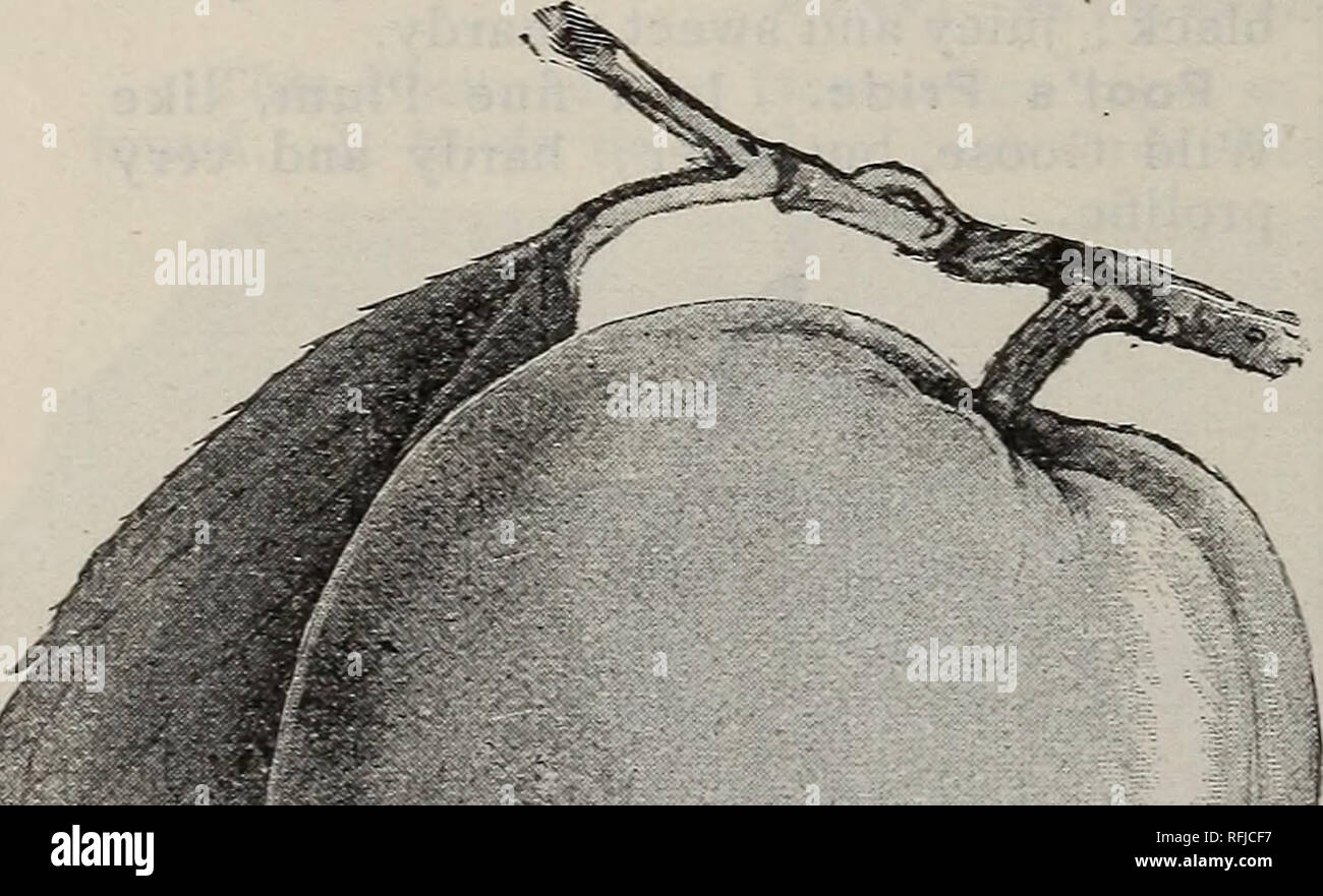 Zier Und Obstbaume Straucher Rosen Etc Baumschulen