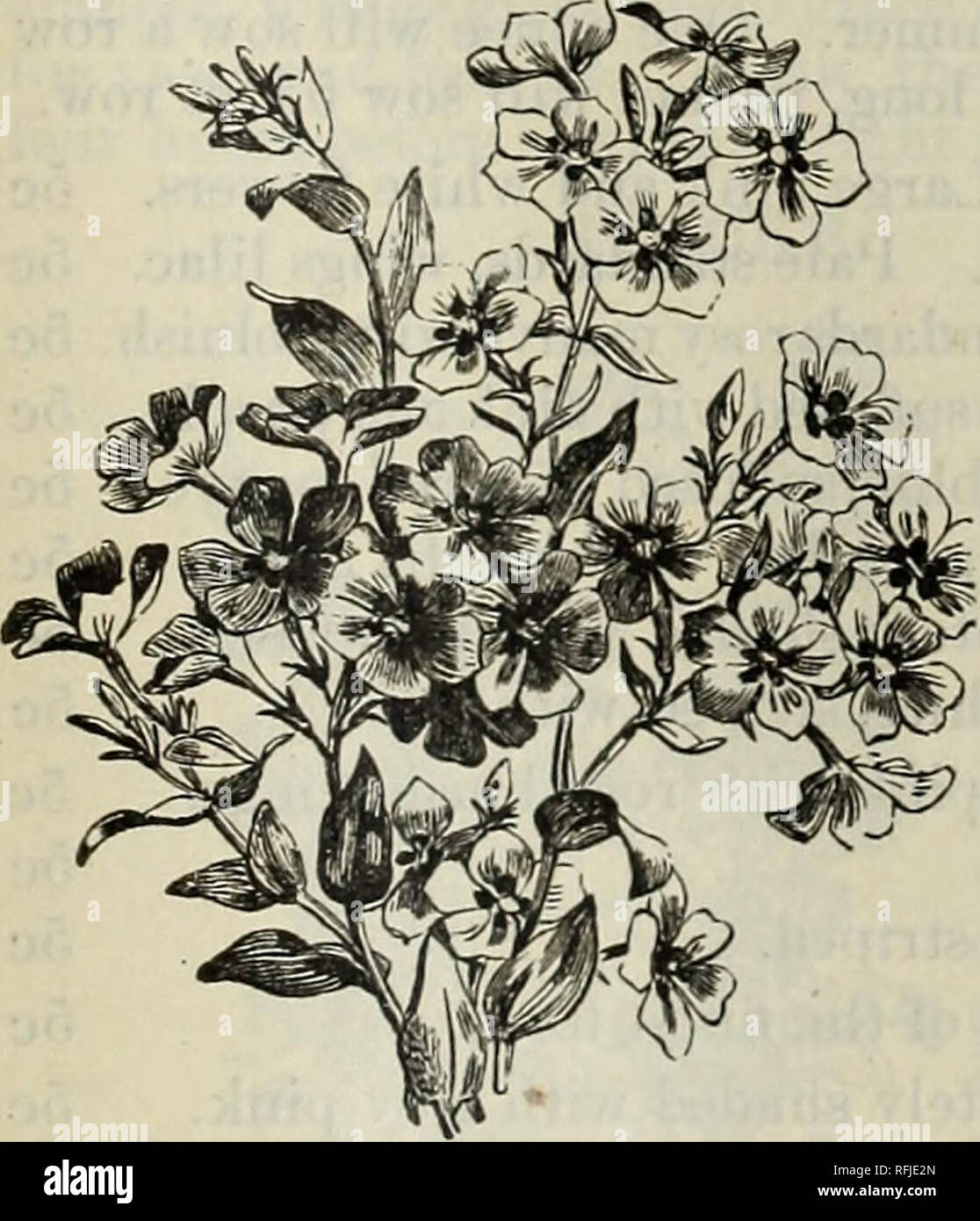 . Philips 1901 Saatgut jährliche: Alles für die Farm und Garten. Baumschulen Pennsylvania Kataloge; Blumen Samen Samen Kataloge Kataloge; Gemüse; Gartengeräte und Zubehör Kataloge. Chinesische Primrose. - Jährliche. Phlox, große Blüte. Dieses überaus auffällig und leicht kultiviert Klasse von Pflanzen wächst und blüht auch in jedem normalen Boden, und steht, ohne dass eine gleichwertige, die auffälligsten aller Jahrbücher. Sehr attraktiv in großen Betten und mixed borders. Säen die Saat, in denen die Pflanzen bestimmt sind, angebaut werden, da sie nicht mit der Verpflanzung gut. Doppel Nelke gemischt. Für schillernde richnes Stockfoto