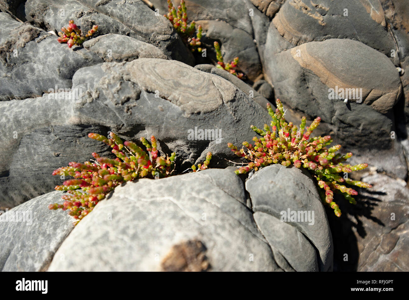 Küstenvegetation, Tasmanien, Australien Stockfoto