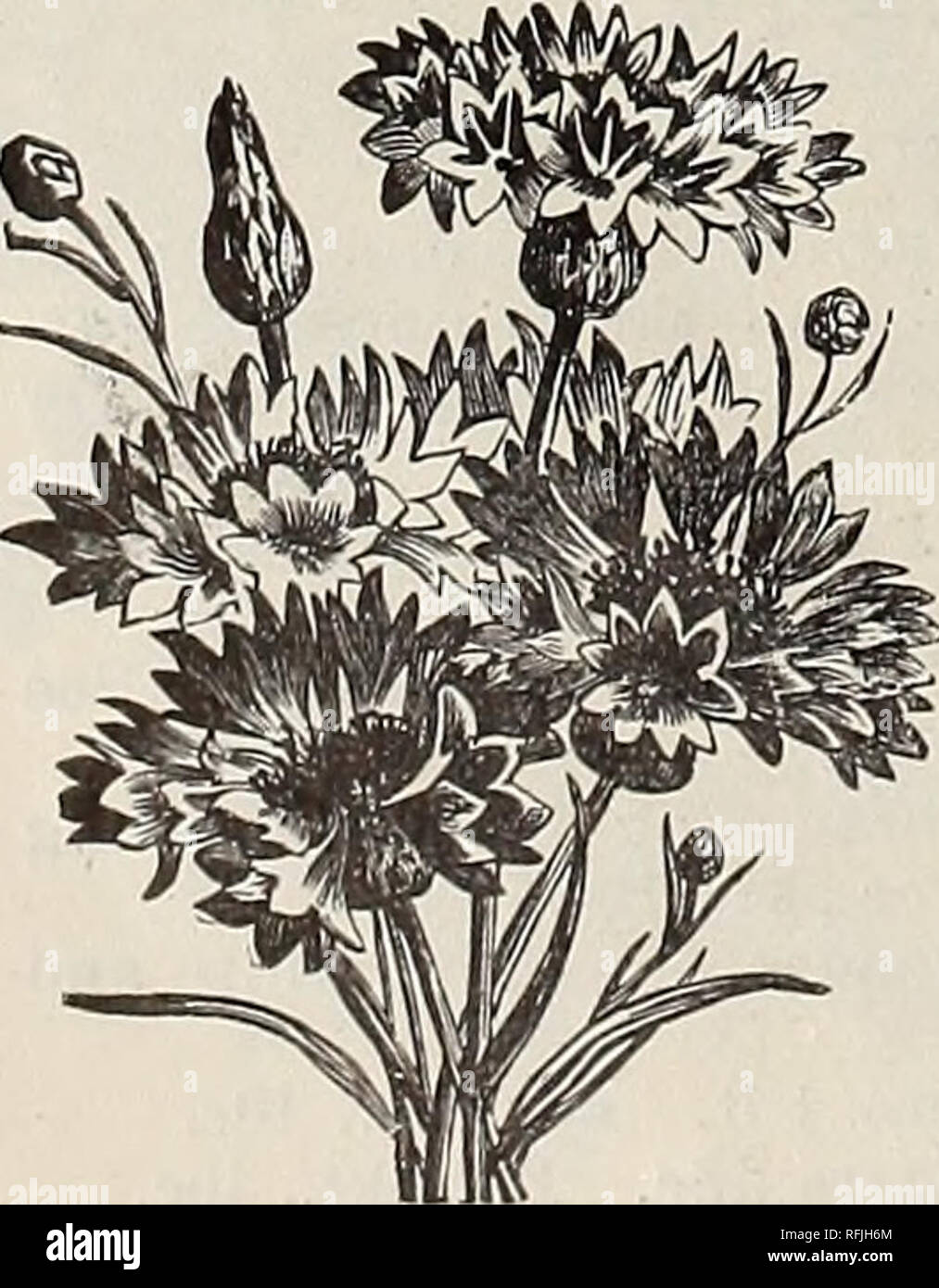 Hochwertige Pflanzliche Und Bluten Und Samen 1899 Baumschulen New York State New York Kataloge Kataloge Lampen Blumen Pflanzen Kataloge Pflanzen Zierpflanzen Kataloge Gartengerate Und Zubehor Kataloge Zinerarie Zigarre Anlage Cuphea Mit