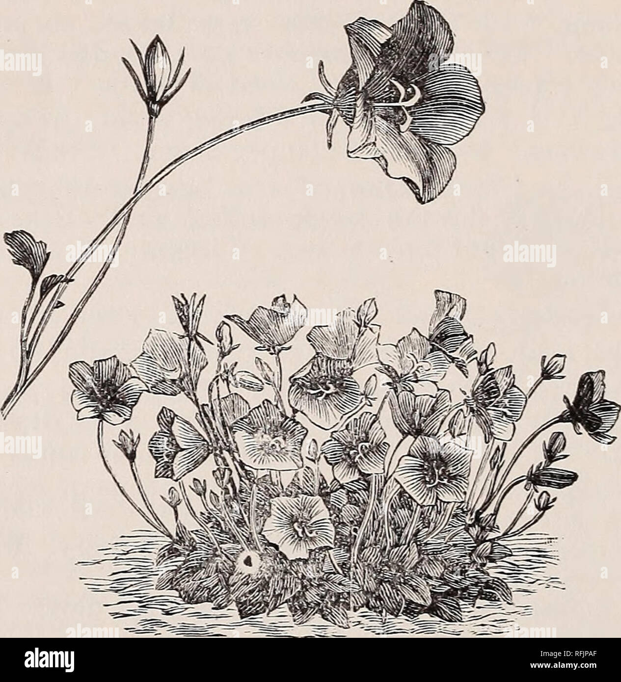. 1900 Katalog von Pflanzen und Samen von seltenen Blumen: Bestehend aus winterharte Kakteen, wählen Sie ausdauernde krautige Pflanzen, Sträucher, Zwiebeln, alpines, etc.. Baumschulen Colorado Boulder Kataloge; Blumen; Kaktus Samen Kataloge Kataloge Kataloge; wilde Blumen, Sträucher und Koniferen Kataloge Kataloge. 12 D.M. ANDBEWS, Boulder, COLOBADO. CALIRRHOE involucrata. * Anhänger, große crimson Blumen, sehr auffällige; 15 Cent. Samen 10 Cent. CALTHA leptosepala. * Sumpfdotterblume. Blumen Schnee-weiß oder blau gefärbt. Sehr früh. Samen 10 Cent. CAMPANULA. Bell flower. Wir empfehlen folgende winterharte Staude Art. Alle Ein Stockfoto