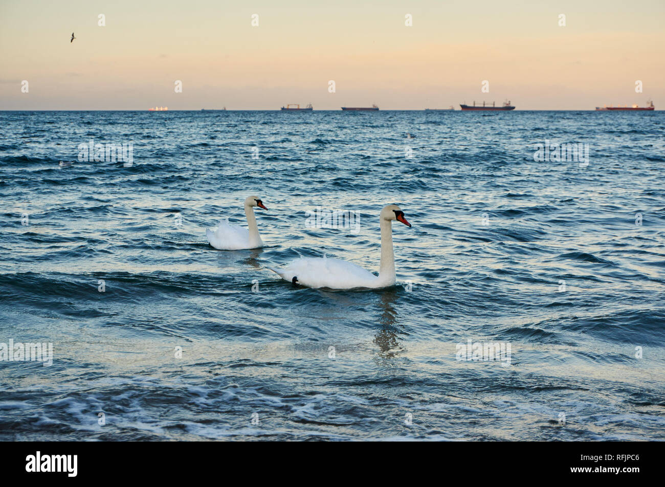 Zwei Schwäne im warmen Abendlicht Schwimmen in der Ostsee Stockfoto