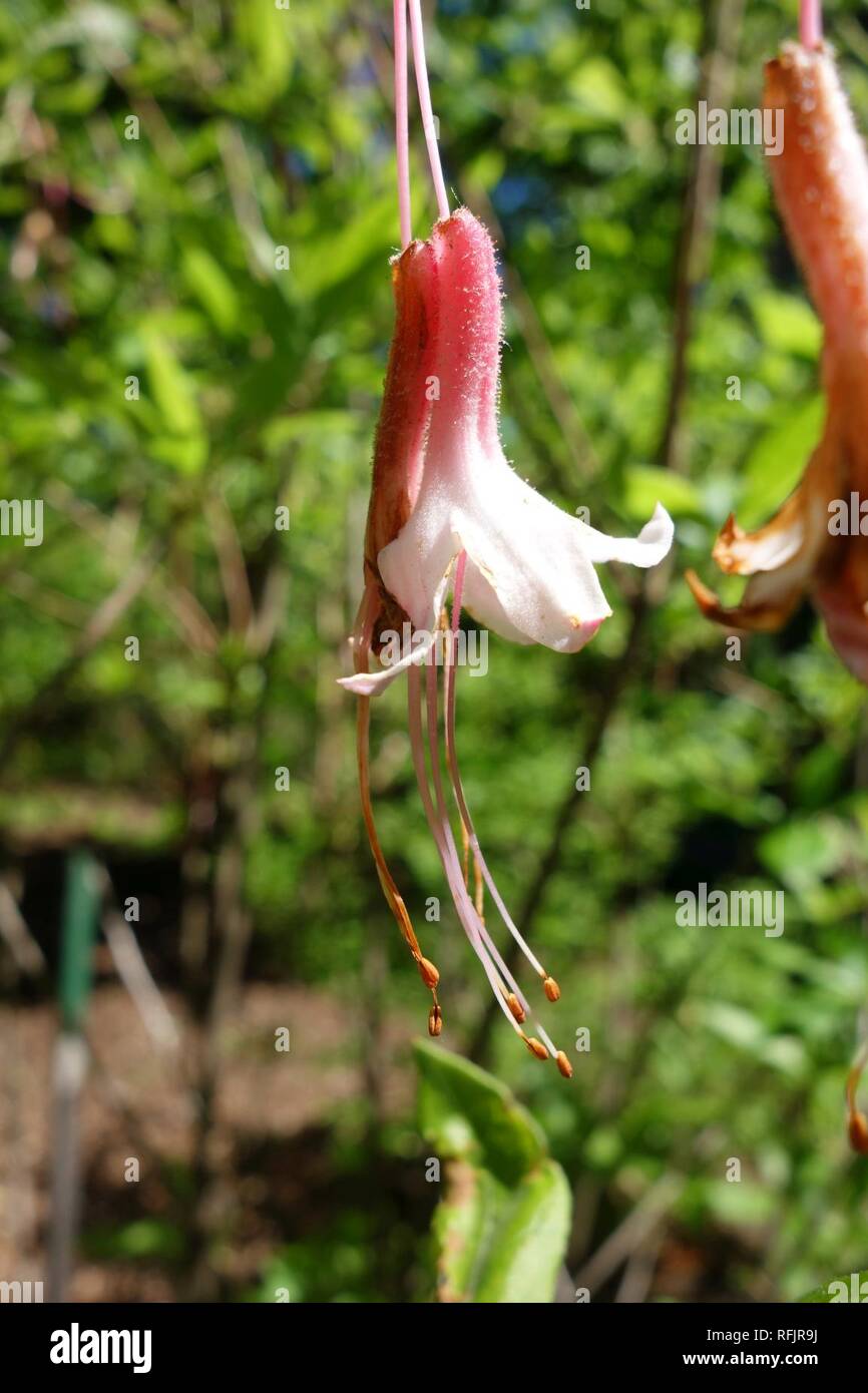 Azalee (Rhododendron alabamensis alabamensis) - Arnold Arboretum - Stockfoto