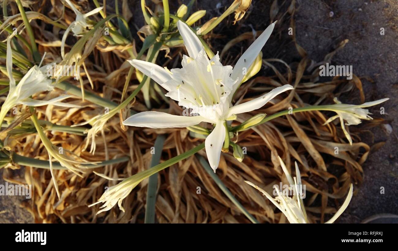 Azucena Mar 1. Stockfoto