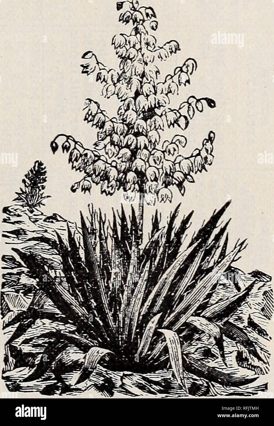 . Illustriert und Beschreibender Katalog der Obst- und Zierbäume: Evergreens, sträucher, Rebstöcke, Blumen, Zwiebeln, kleine Früchte Pflanzen, etc.. Baumschulen (Gartenbau), Missouri, Saint Louis, Kataloge, Obstbäumen, Sämlinge, Kataloge; Obst, Kataloge; Pflanzen, Zierpflanzen, Kataloge. Tritoma Uvaria (Flamme Blume oder red-hot Poker Anlage) - Eine herrliche, halb Hardy im Sommer und im Herbst blühenden Pflanze, pro-risikoverringerung herrlichen Spitzen der Reichen orange-rote Blüten. Im Winter Abdeckung mit einer Box oder Faß, dann vollständig bedeckt mit Stroh oder anderen Wurf. Sollten in jedem Garten. Jeder, 25 Cent. Gyner Stockfoto