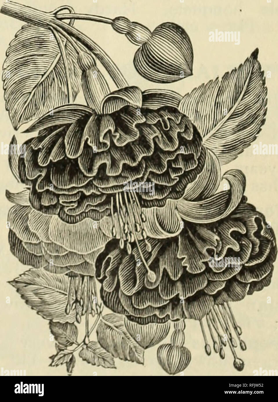 . Jährliche Katalog von Saatgut, Pflanzen und Blumenzwiebeln, 1899