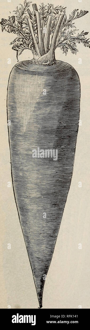 . Die jährlichen Katalog der hochwertigen Garten, Blume, Feld Samen: Implementiert für Hof, Garten und Liegewiese. Baumschulen New York (State) Troy Kataloge; Gemüse Samen Samen Kataloge Kataloge; Blumen; Pflanzen, Zierpflanzen Kataloge; landwirtschaftliche Arbeitsgeräte Kataloge. Fuß des Grand Street, Troy, N.Y., 11 Möhren. Kultur.-Sow frühe Sorten, sobald der Boden kann bearbeitet werden, oder für späte Ernte, den letzten Teil von Juli. Thin Out frühe Ernte zu fünf Zoll in einer Reihe, und späte Ernte zu sechs oder sieben Zoll. Zeilen für frühe Ernte zehn Zentimeter auseinander; für späte Ernte 14 Zoll auseinander. Oft Hoe kostenlos von uns zu halten. Stockfoto