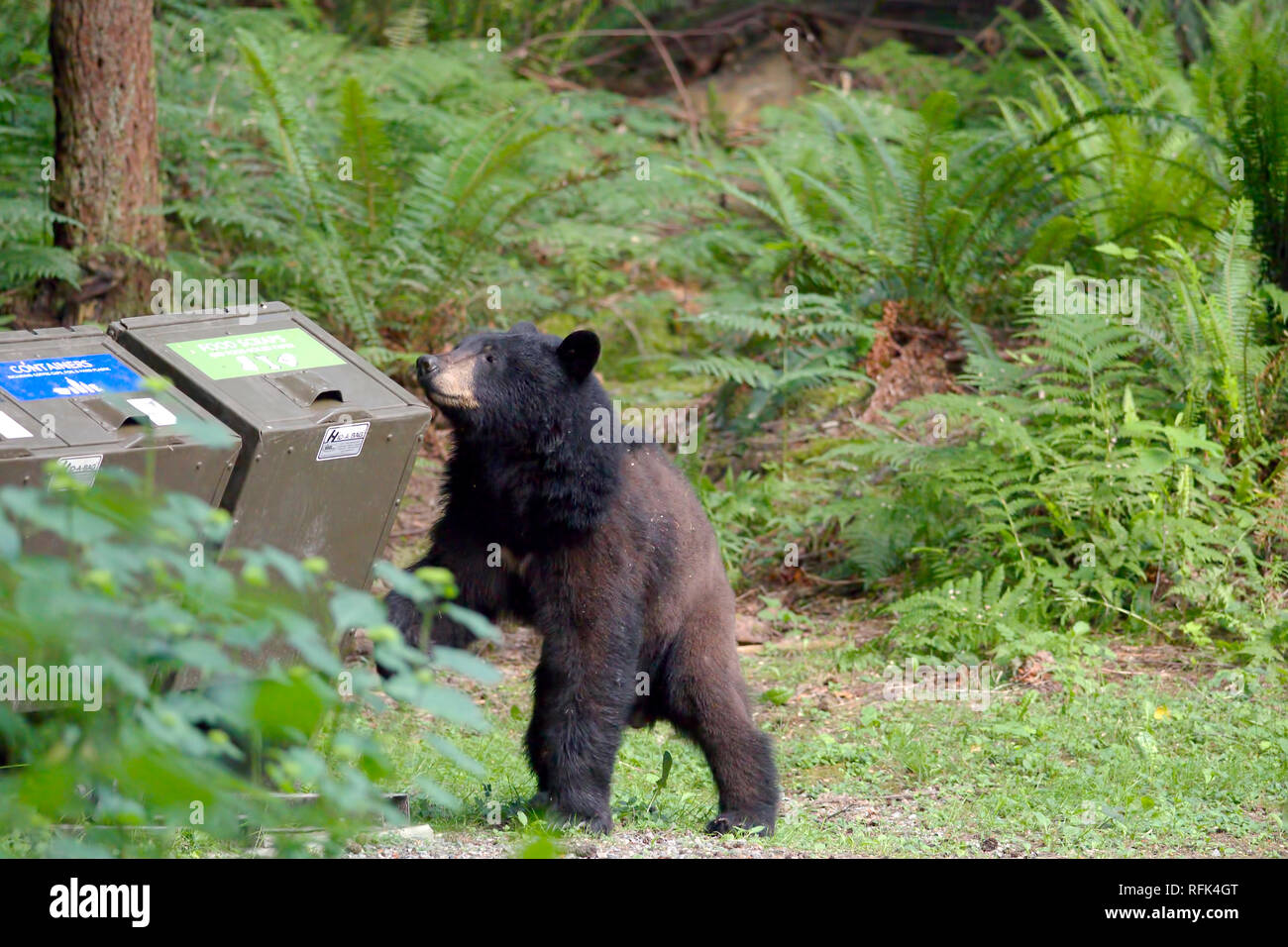 Amerikanischer Schwarzbär (Ursus americanus), Kontrolle der Mülltonnen in einem lokalen Park in Coquitlam, British Columbia, Kanada. Stockfoto