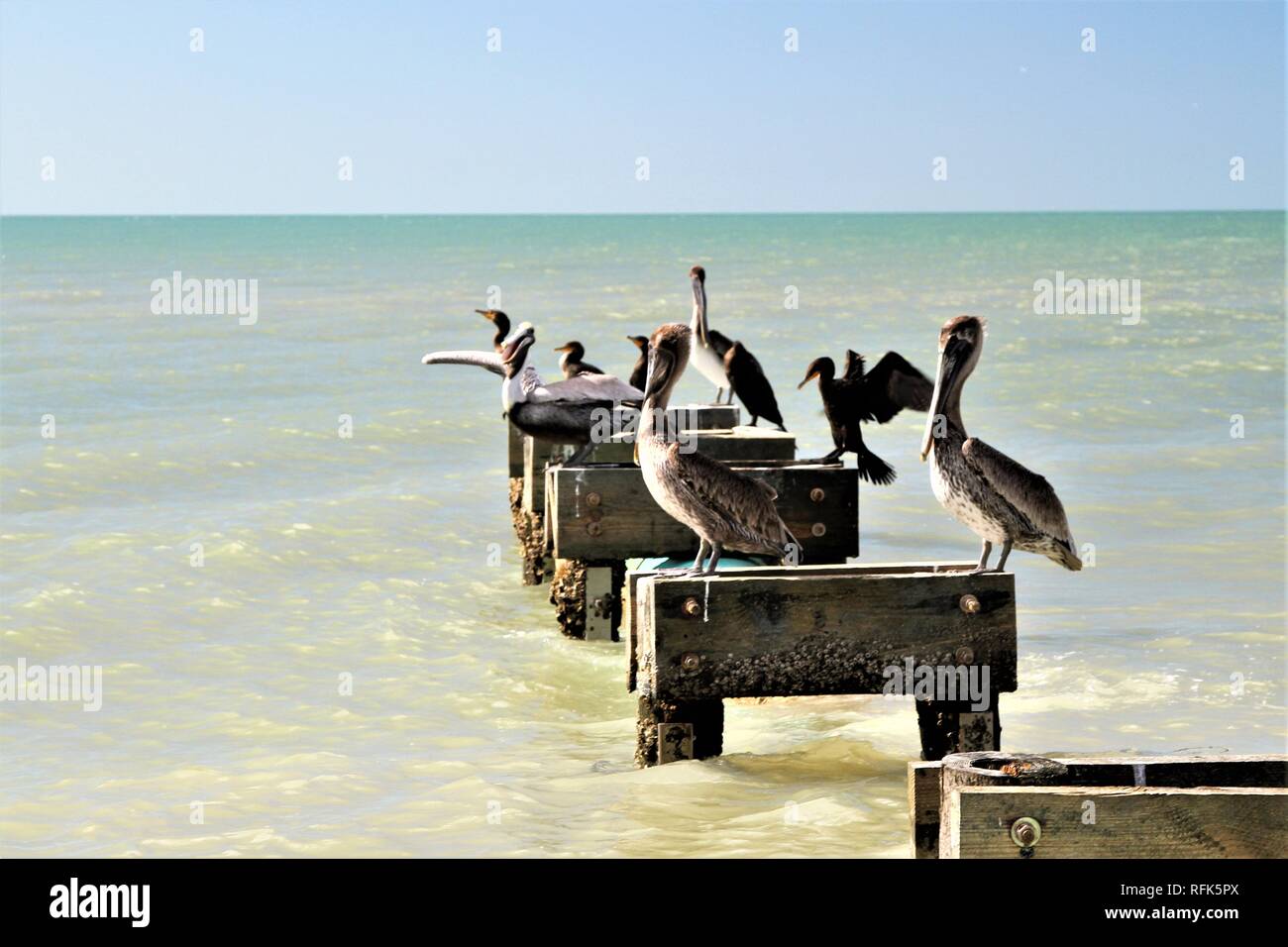 Pelikane und Vögel sitzen auf Holz Sitzstangen auf dem Ozean Stockfoto