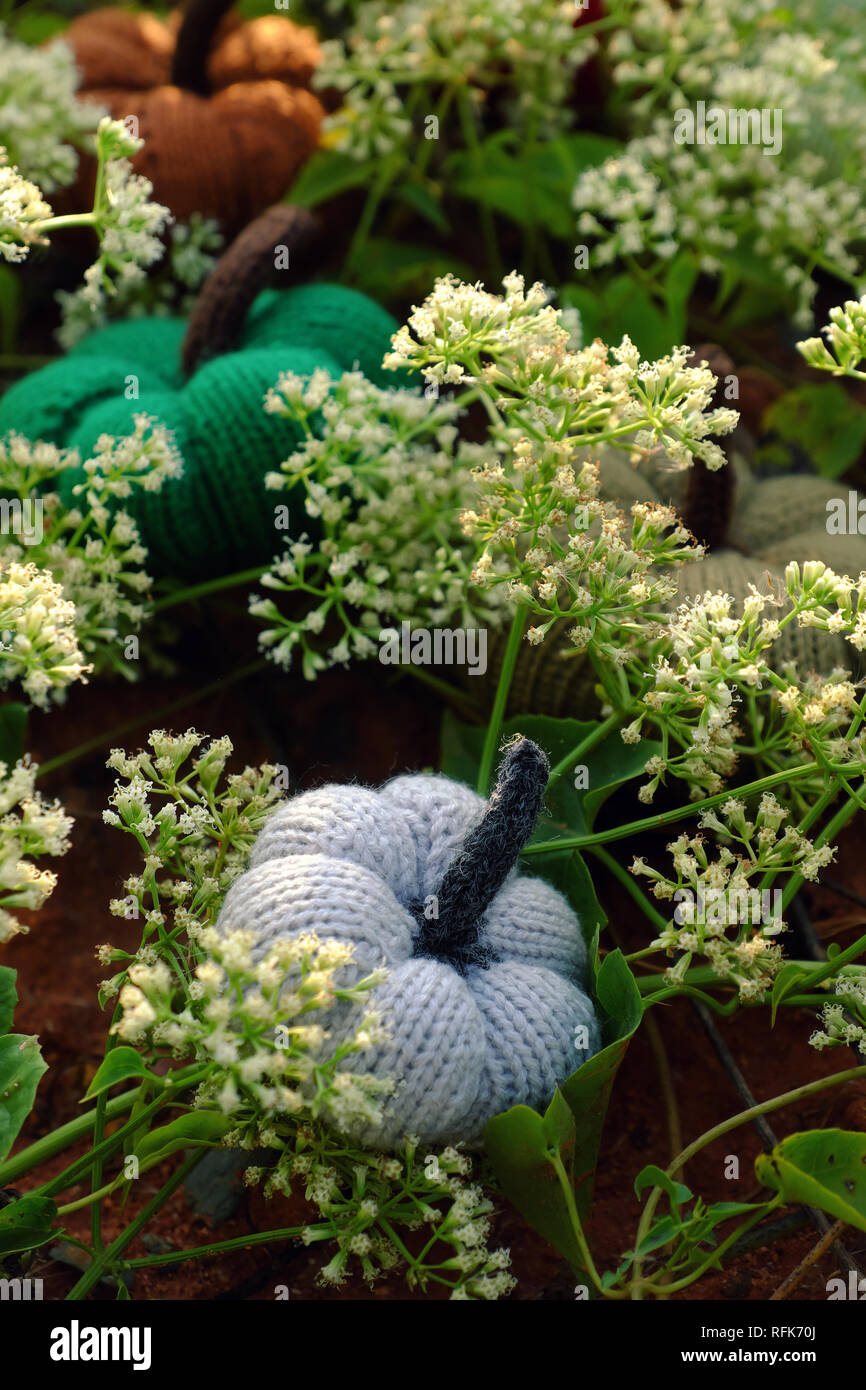 Gruppe von farbigen Kürbisse im Garten, Gras Land mit winzigen Blüten in weiß, handgefertigte Produkte für Freizeitaktivitäten durch Stricken aus Garnen Stockfoto