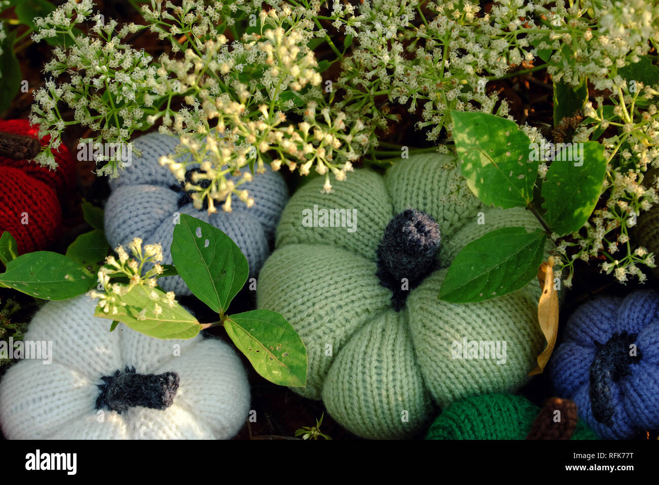 Gruppe von farbigen Kürbisse im Garten, Gras Land mit winzigen Blüten in weiß, handgefertigte Produkte für Freizeitaktivitäten durch Stricken aus Garnen Stockfoto