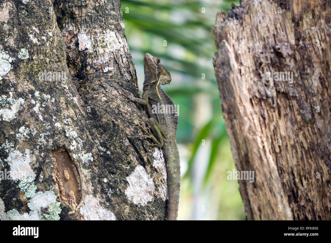 Weibliche Plumed Basilisk oder Jesus Lizard - Wildtiere in Manzanillo, Limon, Costa Rica Stockfoto