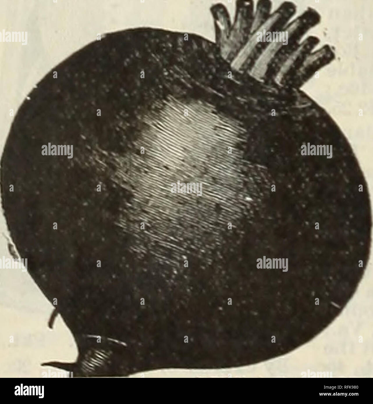 . Wilson's Samen Katalog: Pflanze, Baum und Live Stock jährliche, Frische und zuverlässige Garten Feld &Amp; Blumen Samen. Baumschulen Pennsylvania Kataloge; Gemüse; Blumen Samen Samen Kataloge Kataloge Kataloge; Obst; Nutztiere Kataloge; Baumschulen; Gemüse; Blumen; Früchte; Nutztiere. WILSON'S VERBESSERT BLUT Rübe. Blut Rübe ist entschieden die besten und profitabelsten. Seit Jahren haben wir im wurde - erweist sich diese Belastung der frühen Zuckerrüben durch sorgfältige Auswahl für Saatgut diejenigen Exemplare, die waren die schönsten, angenehmsten, die meisten in Form perfekt, und frei von feinstwurzeln, bis wir jetzt eines der b Stockfoto