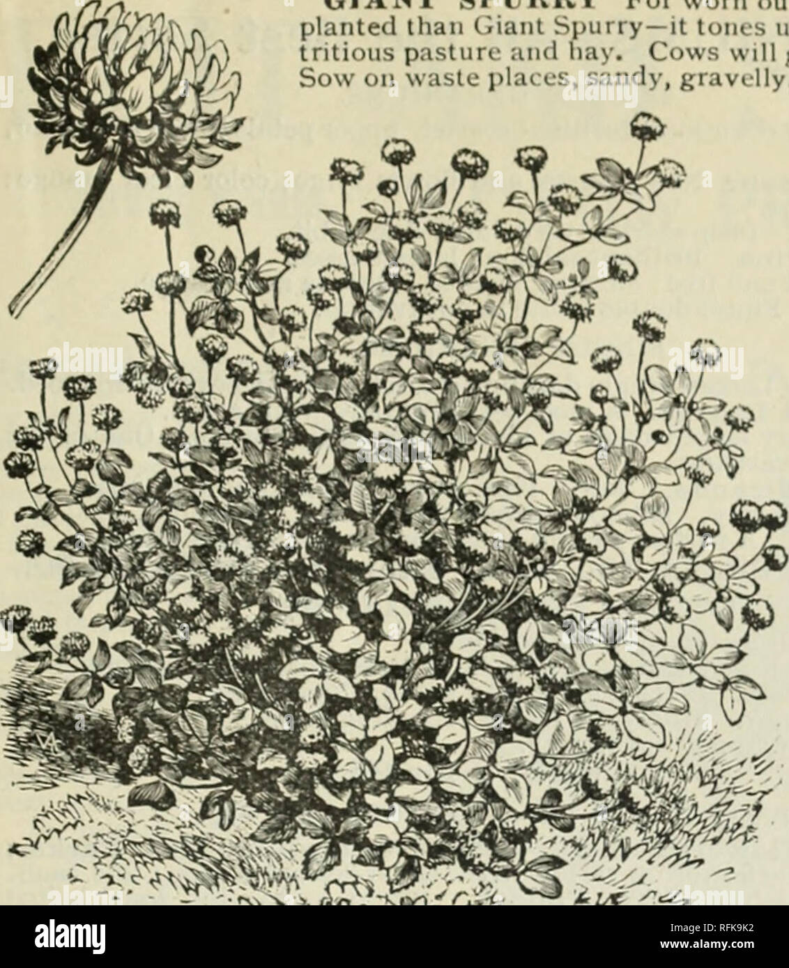 . Futterpflanzen und Gräser: Gemüse- und Blumensamen und Pflanzkartoffeln. Gemüse Samen Kataloge; Futterpflanzen Samen Samen Kataloge Kataloge; Obst; kommerzielle Kataloge New York (State). CA. TALOOUE von OLIVER H. zeichnete, IIIBERN'IA, NEW YORK. 18 riesige SPl' HKY für abgenutzte, Klee krank, sandigen, kiesigen Boden keine bessere Ernten können als riesigen Spurry sein - es Tönen, getragen aus Boden und produziert eine Fülle von süßen nu-tritious Weide und die Bucht. Kühe mehr geben und bessere Milch und Butter, wenn auf dieser zugeführt. Über Abfälle stellen, Sand, Kies, steinigen Hügeln und Feldern säen und gleichen Zurück fr Stockfoto