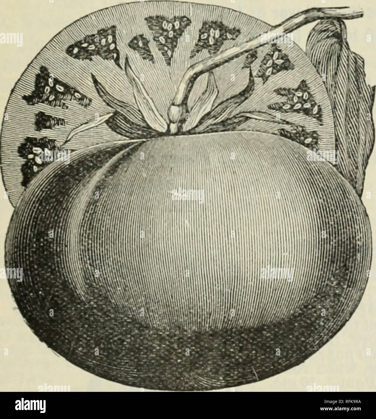 . Futterpflanzen und Gräser: Gemüse- und Blumensamen und Pflanzkartoffeln. Gemüse Samen Kataloge; Futterpflanzen Samen Samen Kataloge Kataloge; Obst; kommerzielle Kataloge New York (State). Chaville. Tomate. Für die frühe Verwendung, sow im Februar oder März in ein warmes Bett oder in Kästen und Töpfe in der warmen Fenster. Und tho Keimung und Wachstum der Pflanzen beschleunigen durch gute Pflege und häufigen Wasser - ing. Wenn die Sämlinge sind ca. 2 cm hoch, sie in Töpfe oder in Zeilen 4 oder 5 Zoll auseinander.. Bitte beachten Sie, dass diese Bilder aus gescannten Seite Bilder, die digital wurden en extrahiert werden Stockfoto