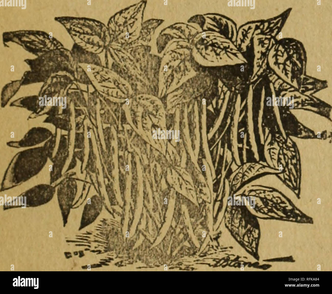 . Vierzehnter Jahresbericht der ländlichen Guide und Samen Katalog für 1897. Gemüse Samen Kataloge; Blumen; Gräser, Samen Samen Kataloge Kataloge; Gartengeräte und Zubehör Kataloge; kommerzielle Kataloge Missouri Carthage. Wurzeln. , PALMETTO - von John Nix, Esq, einer der größten Erzeuger im Süden eingeführt. Er behauptet Es frühzeitigkeit, tolle Ausbeute, Ebenheit von Wachstum und hohe Qualität. Oz, 10c, % lb, 25 c, 1 Pfund, 60 C. Conover's Colossal - Eine der besten Sorten j^ ertrinken. OZ, 10c} £ lb, 20 c J lb, 5p Cent. 1 T kolumbianischem Mammut - siehe Neuheiten. Spargel Wurzeln - siehe Anlagen und SLUG SCHUSS befreit das gar Stockfoto