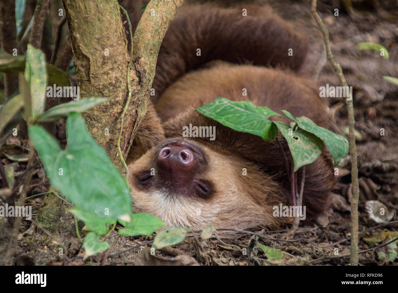 Ein schönes Porträt einer liebenswerten Faultier auf dem Boden schlafen unter einem Baum gerettet. Bei Jaguar Rescue Center, Puerto Viejo, Costa Rica Stockfoto