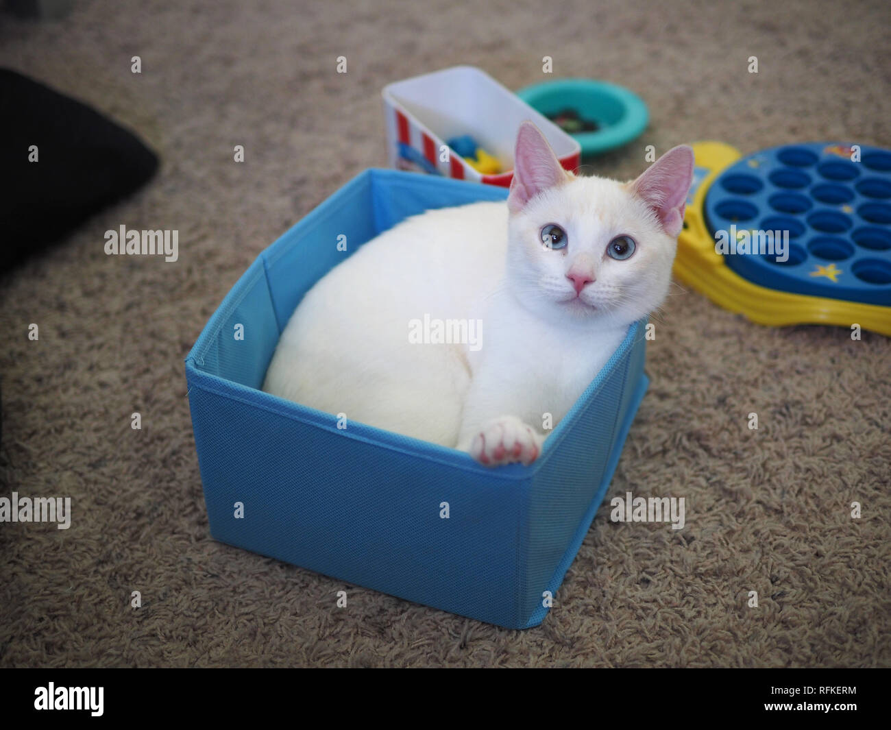 Die flamme Mitzie point Siam in ihr Lieblingsspielzeug box Stockfoto