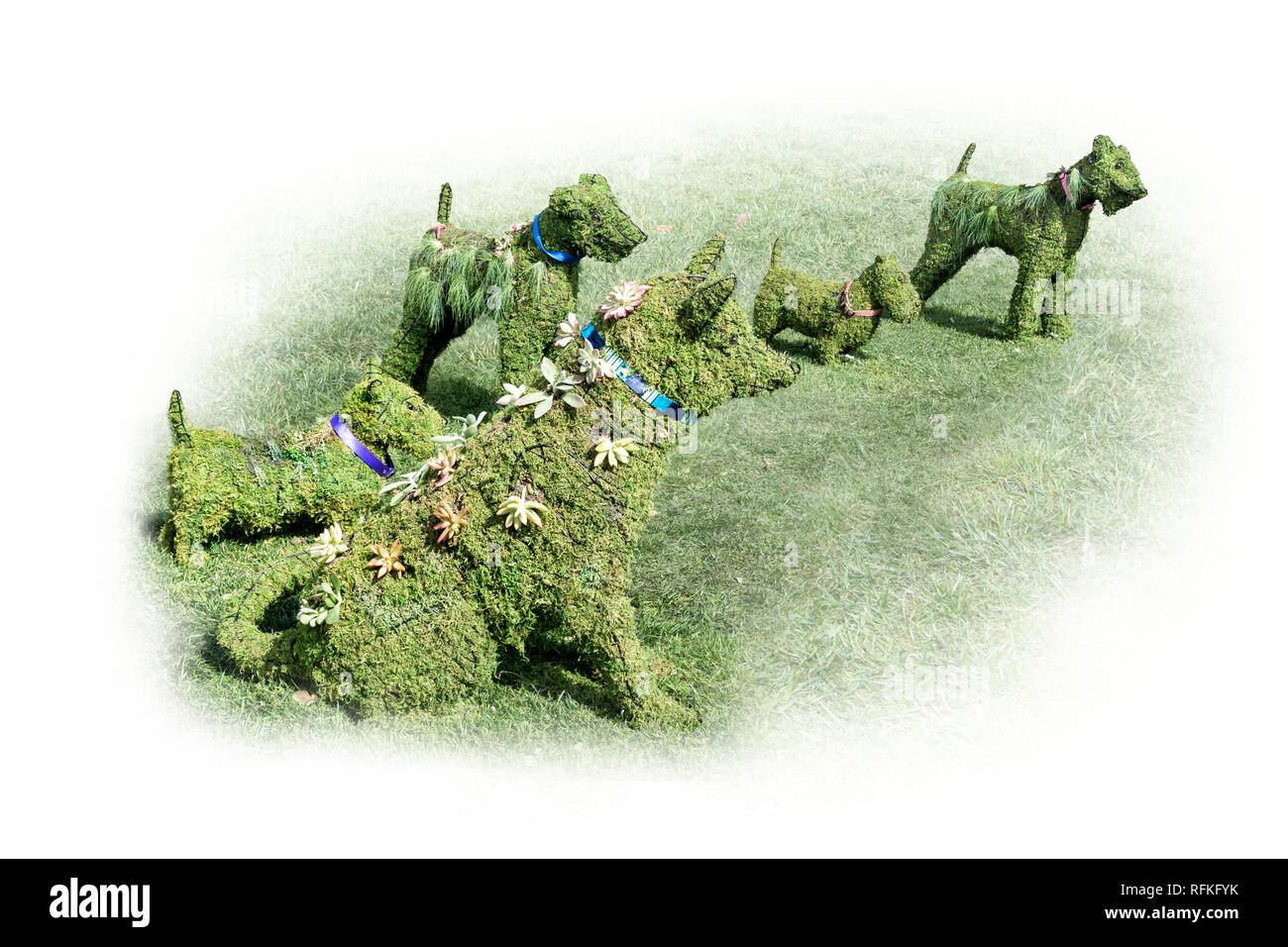 Formgehölze Gruppe von Hunden auf Gras mit Kopie Raum, in den öffentlichen Raum in Cupertino, CA USA. Stockfoto